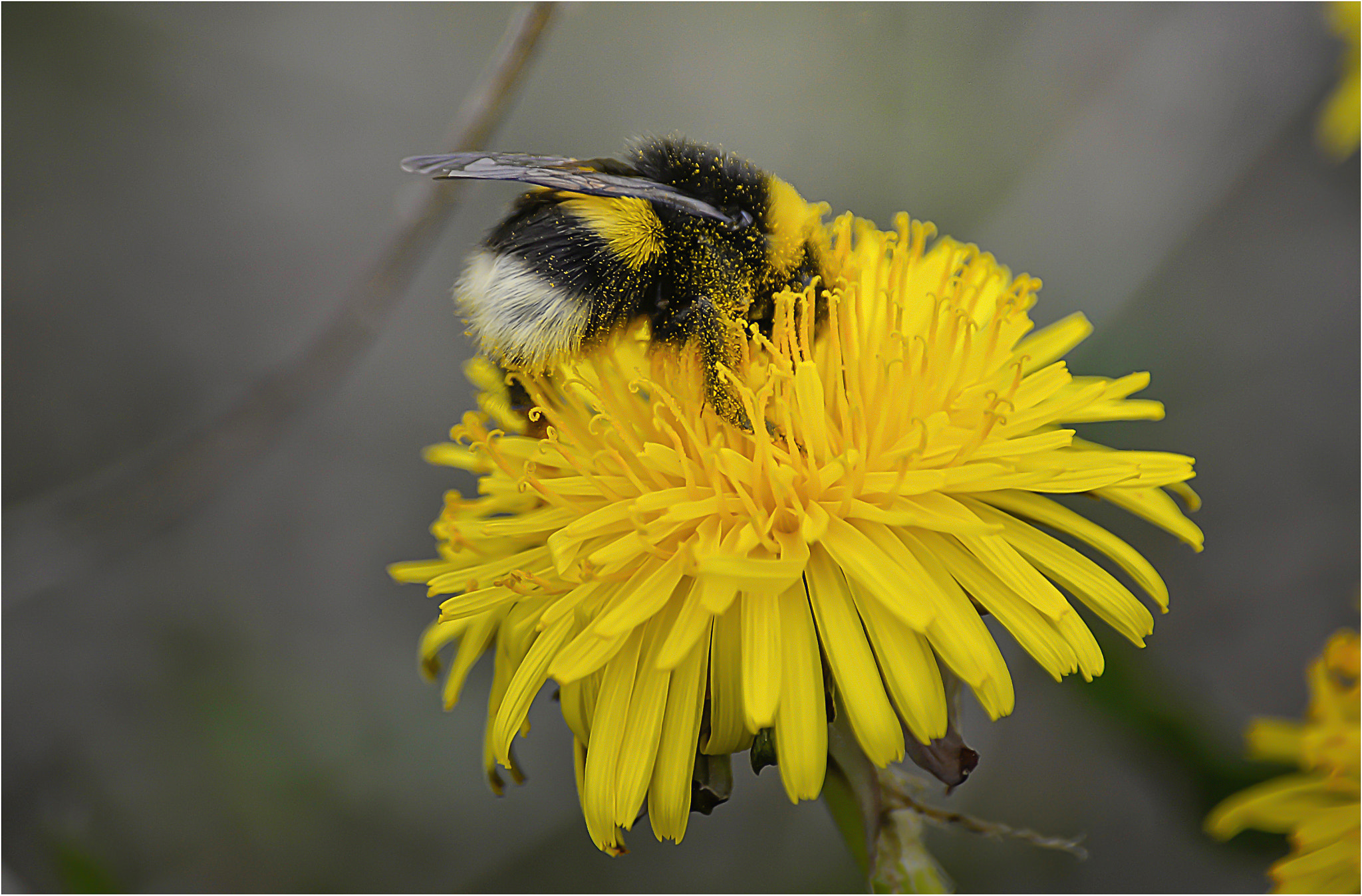 Nikon D610 + Sigma 70-300mm F4-5.6 DG Macro sample photo. Abeja y diente de leon photography