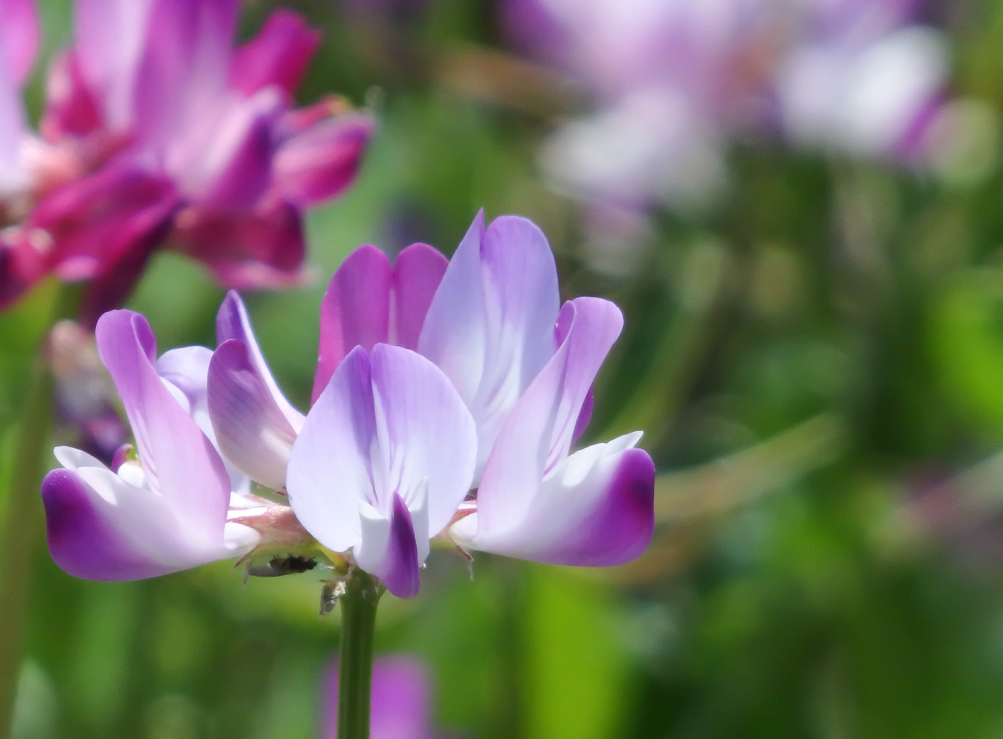 Olympus SH-2 sample photo. Chinese milk vetch photography