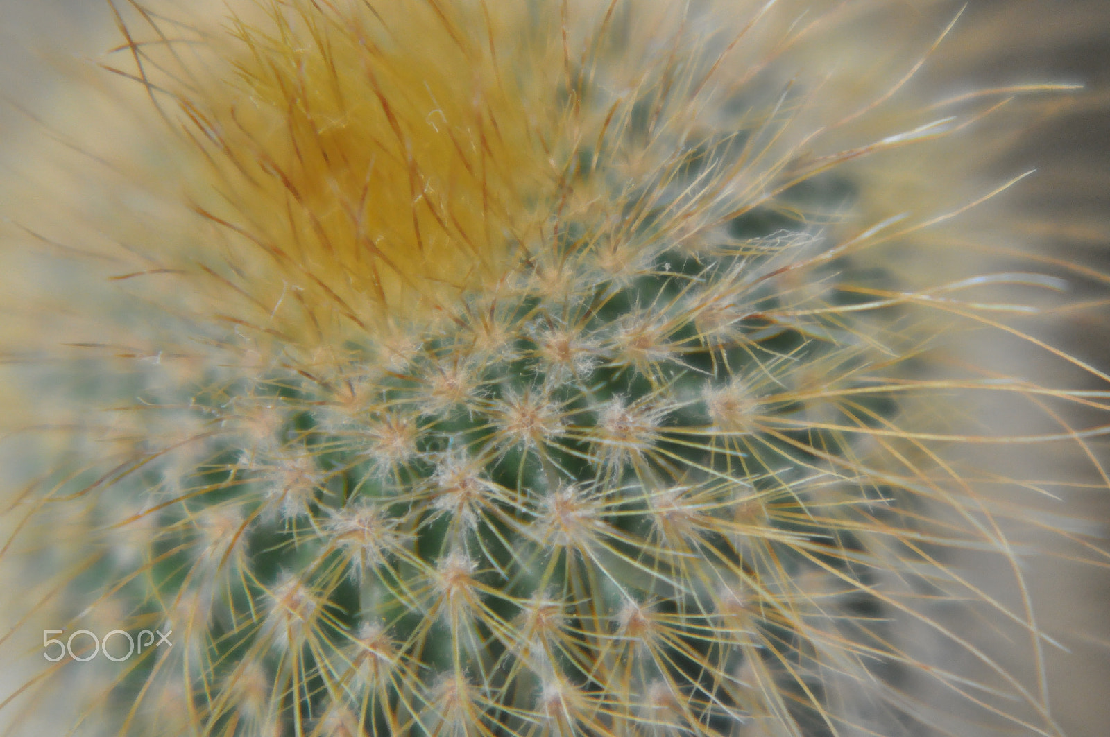 AF Zoom-Nikkor 80-200mm f/4.5-5.6D sample photo. Cactus photography