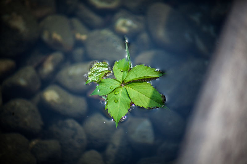 Canon EF 70-210mm f/4 sample photo