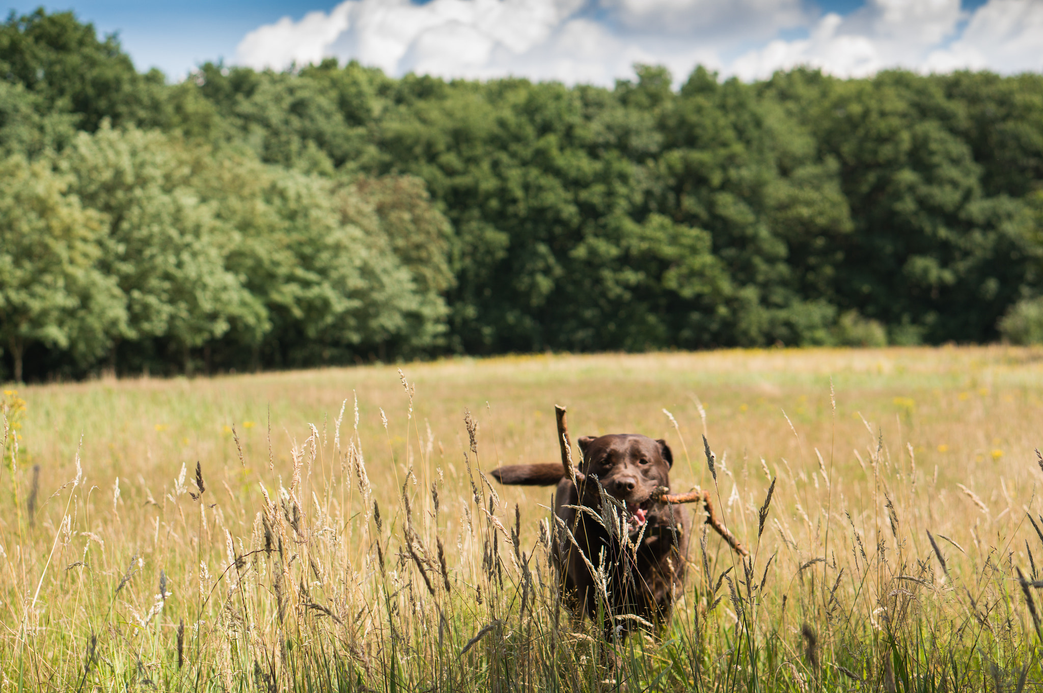 Sony Alpha NEX-5R + E 50mm F1.8 OSS sample photo. Playing fetch photography