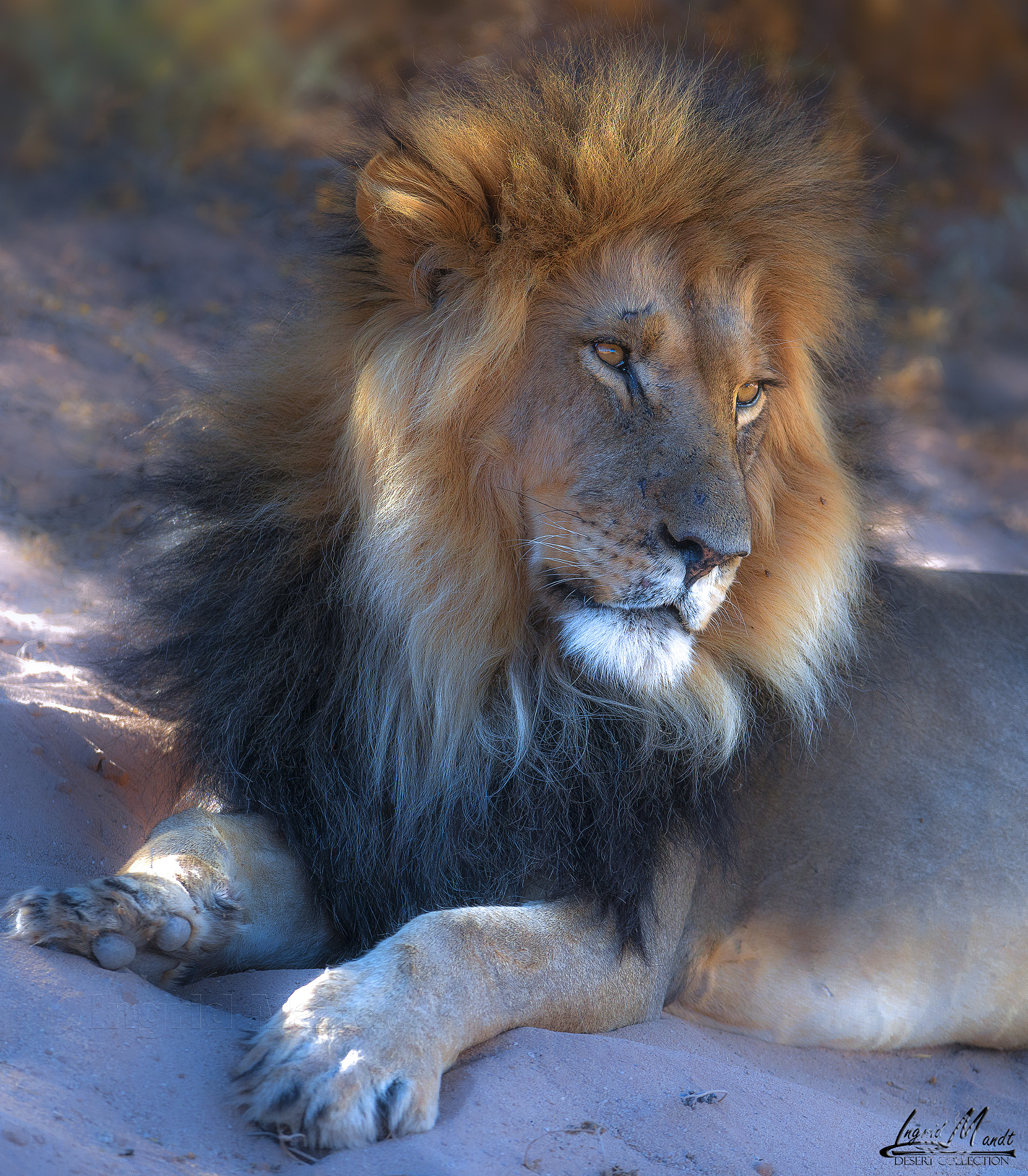 Nikon D800E sample photo. Kgalagadi lion portrait photography