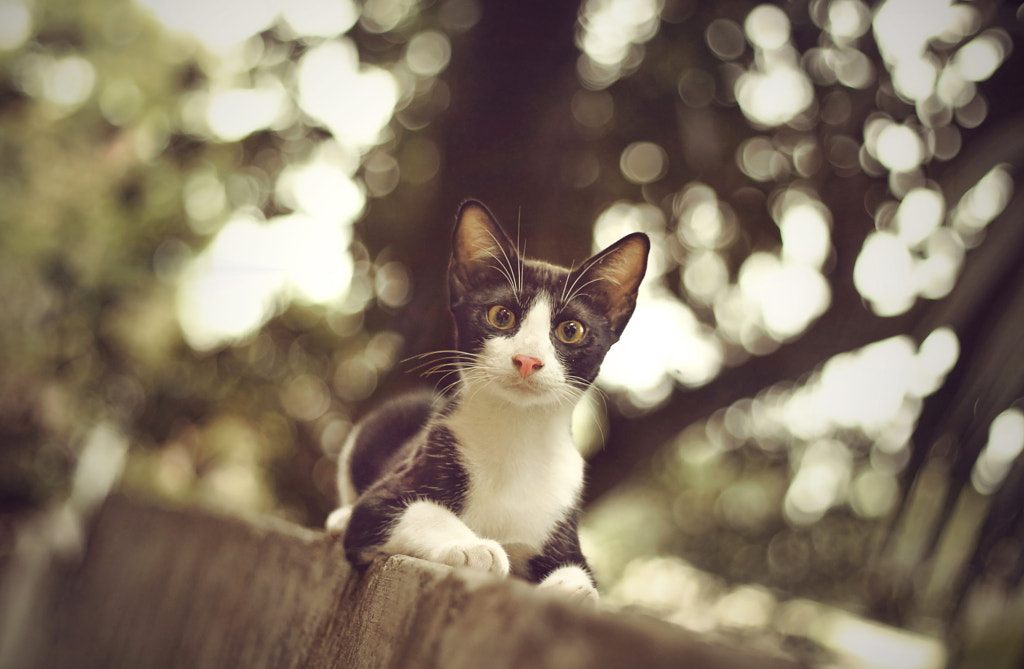 stunned with bokehs by Goutham Narayanan on 500px.com