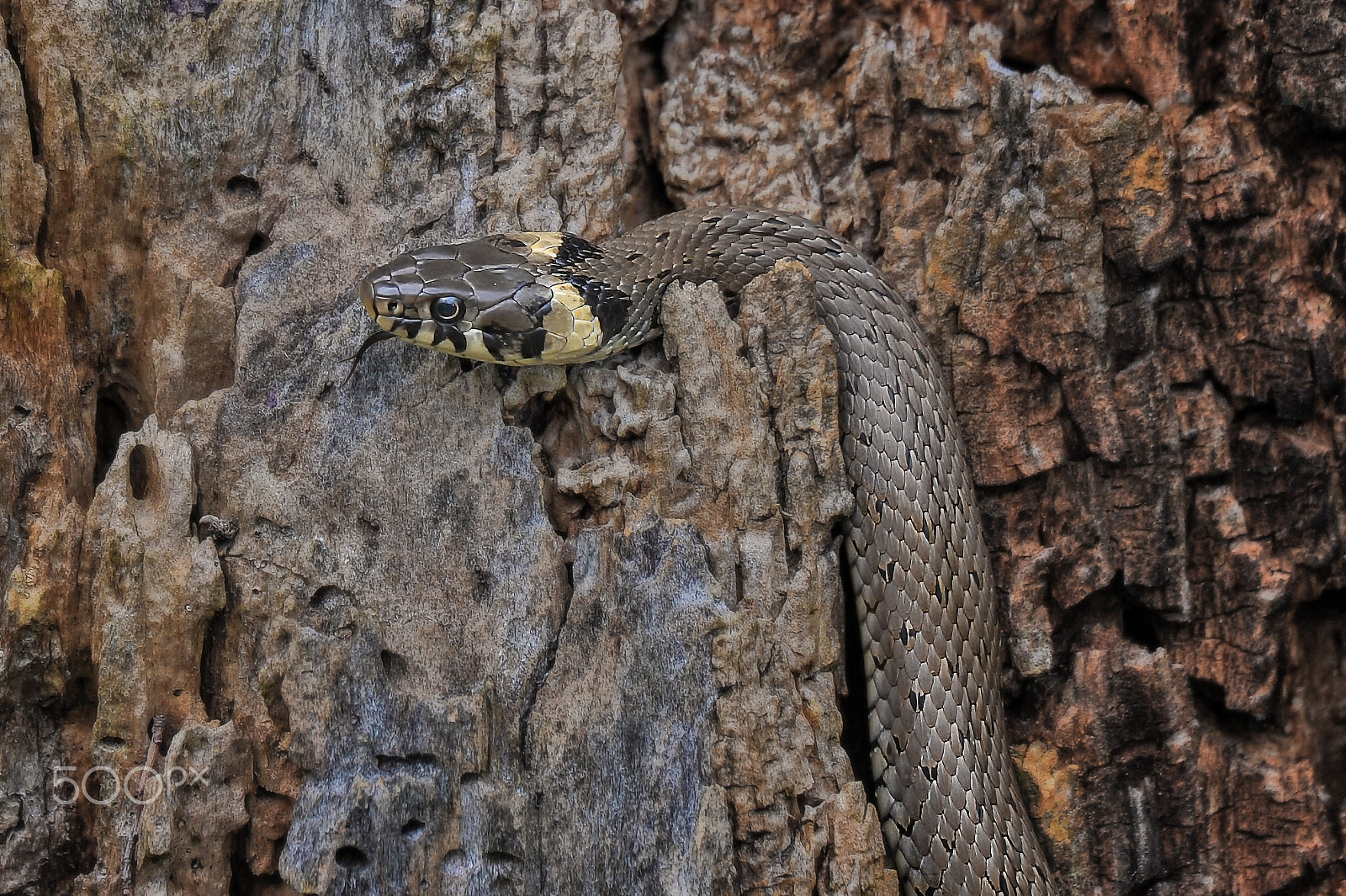 Sigma 50-500mm F4.5-6.3 DG OS HSM sample photo. On the lurk photography
