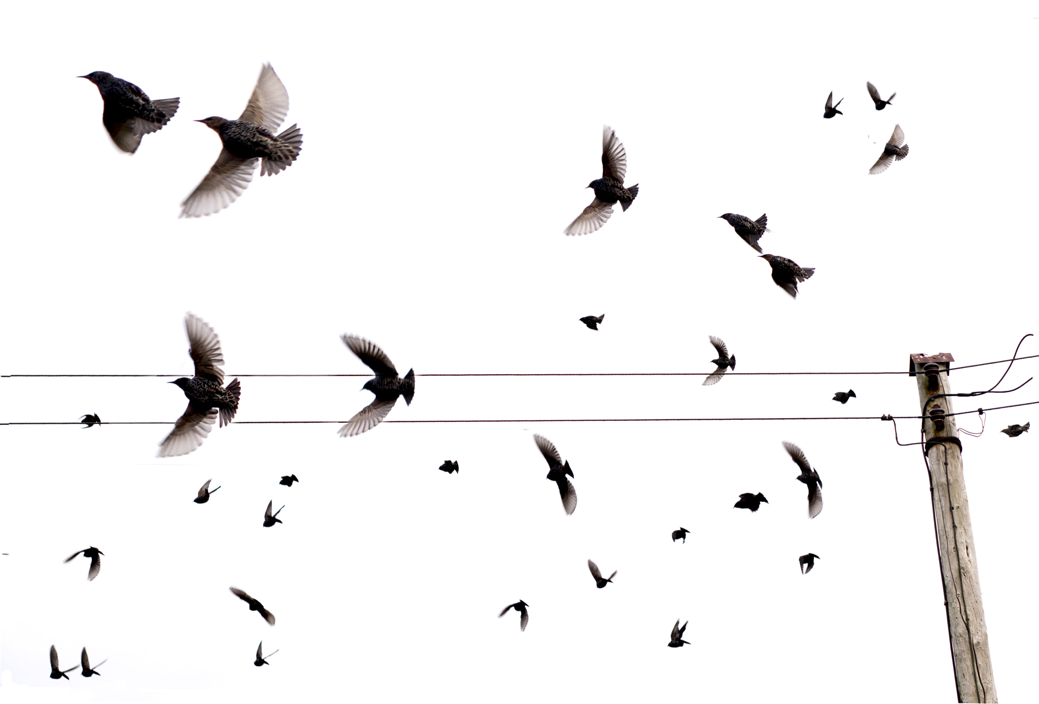 Leica APO-Summicron-M 75mm F2 ASPH sample photo. Starlings in flight photography