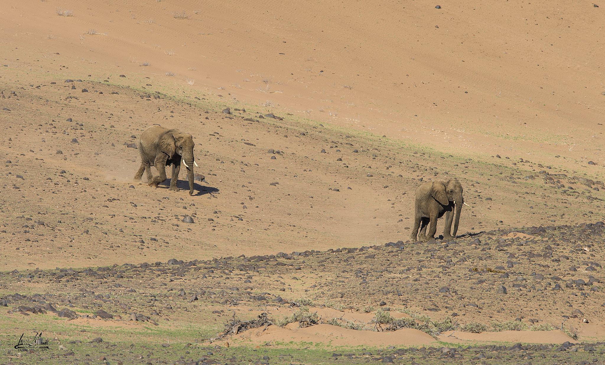 Nikon D4S + Nikon AF-S Nikkor 600mm F4G ED VR sample photo. The majestic desert elephants of the namibian desert photography