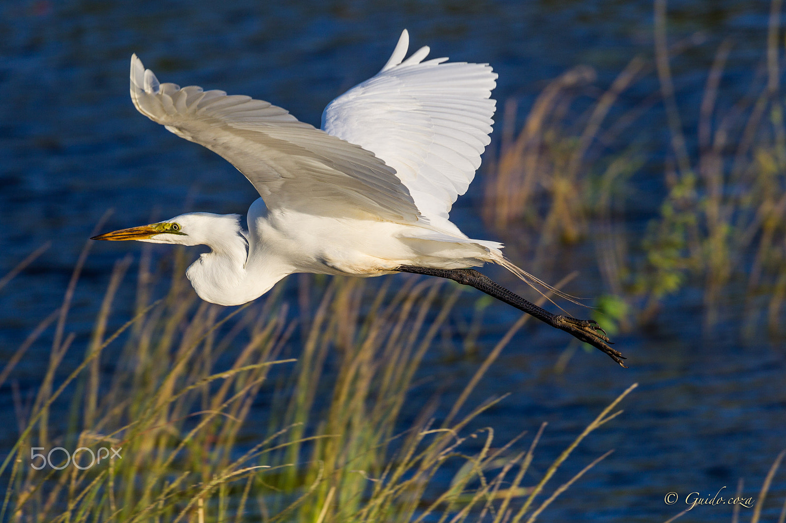 Canon EF 100-400mm F4.5-5.6L IS II USM sample photo. Greater egret photography