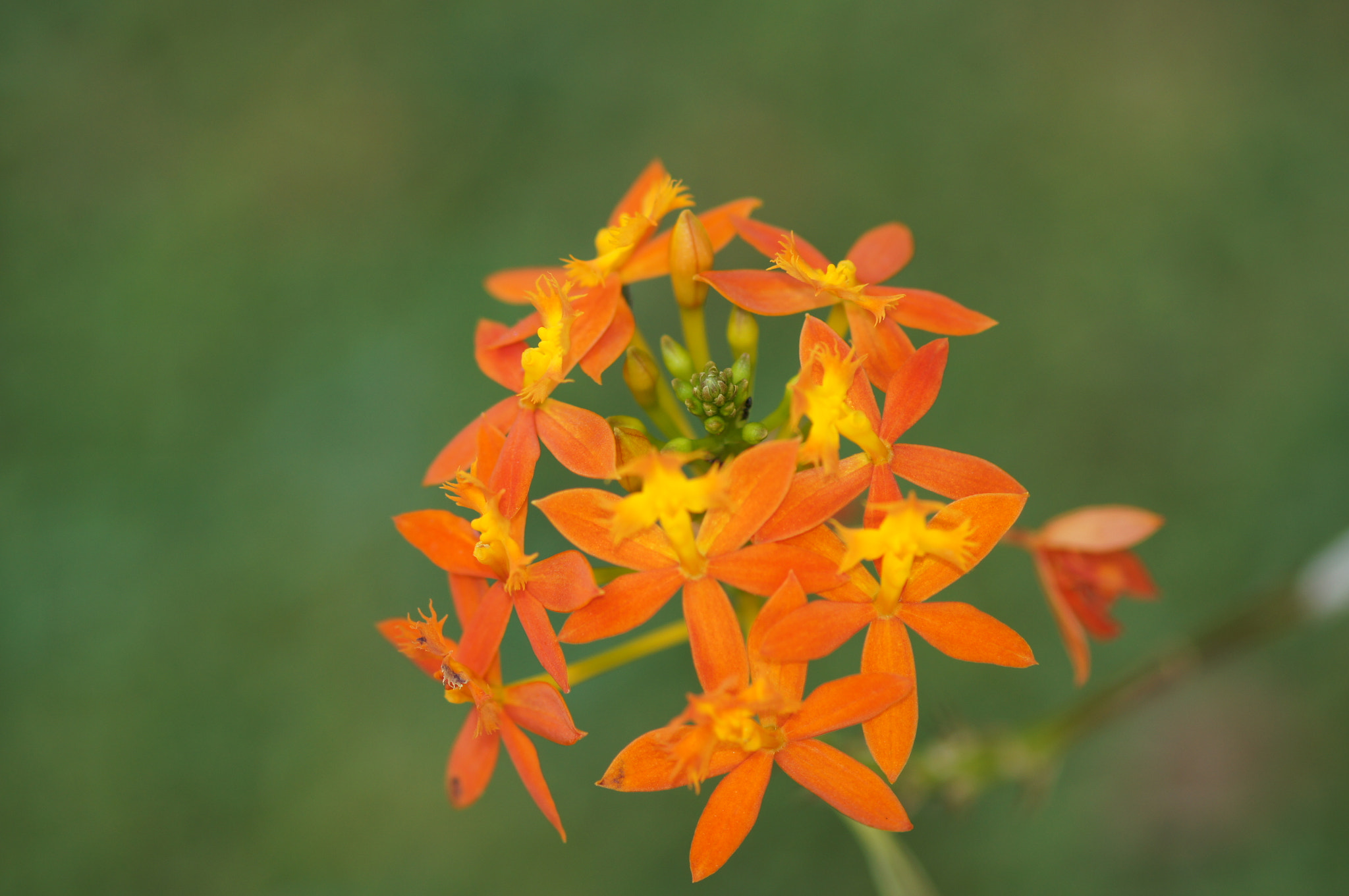 Sony SLT-A55 (SLT-A55V) + Sony 100mm F2.8 Macro sample photo. Orchid photography