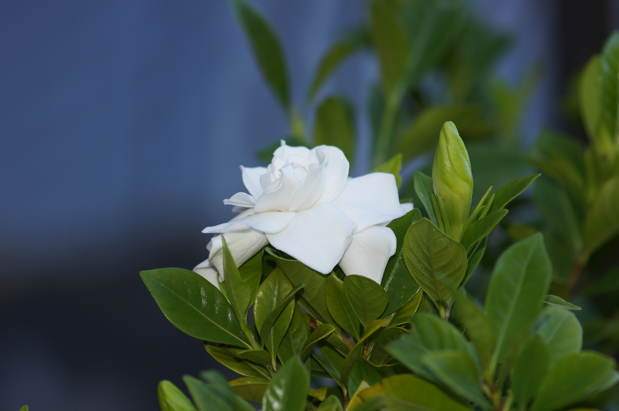 Sony SLT-A55 (SLT-A55V) + Sony 100mm F2.8 Macro sample photo. Gardenia photography