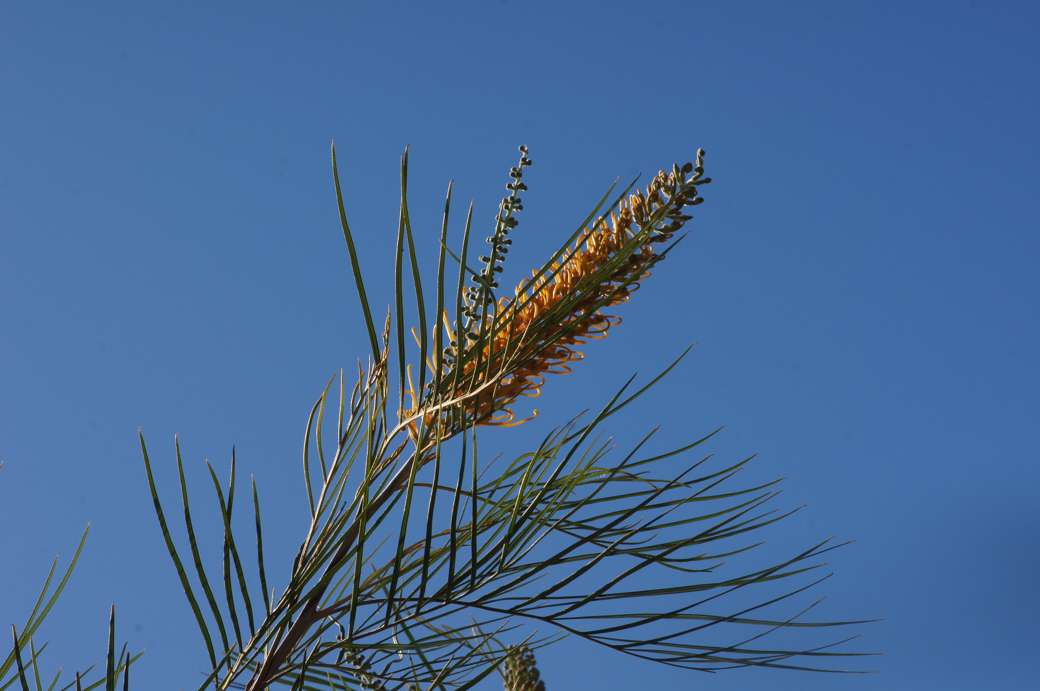 Sony SLT-A55 (SLT-A55V) + Sony 100mm F2.8 Macro sample photo. Banksia photography