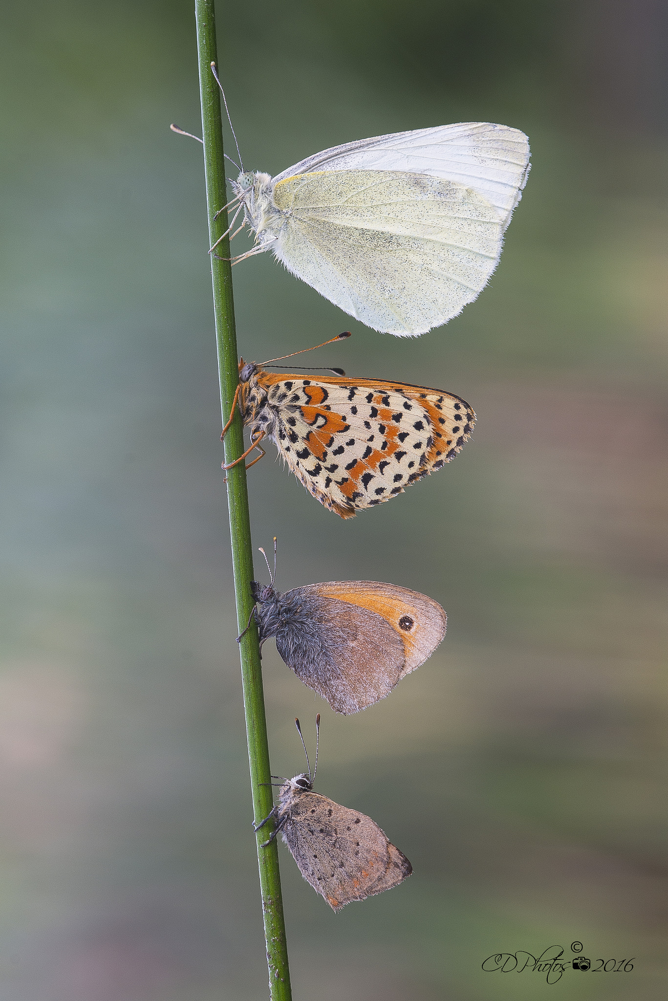 Nikon D7100 + Sigma 105mm F2.8 EX DG Macro sample photo. Four butterfly photography