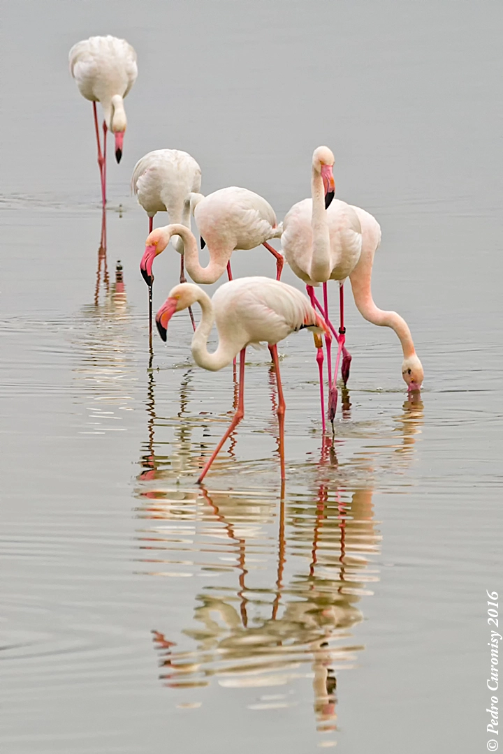 Olympus OM-D E-M1 + M.300mm F4.0 + MC-14 sample photo. Flamencos photography