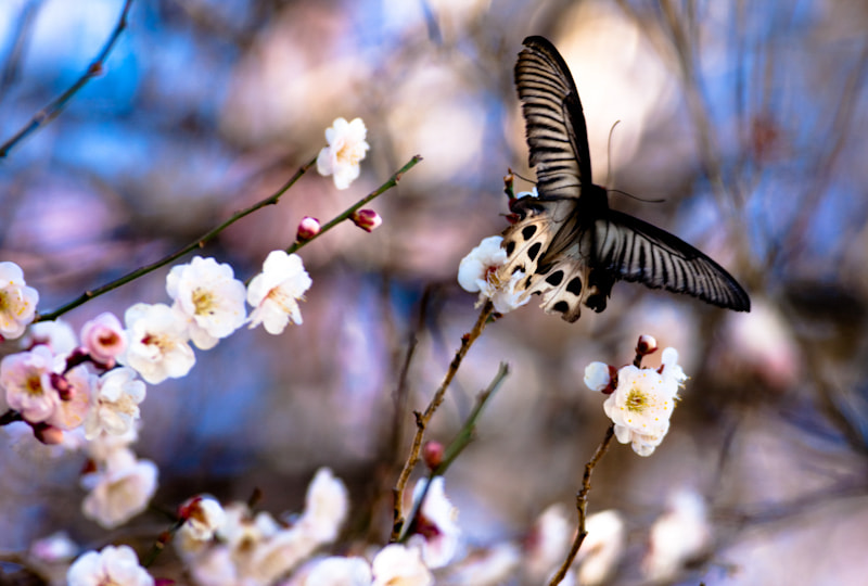 Canon EOS-1Ds Mark III + Canon EF 400mm F5.6L USM sample photo. Butterfly photography