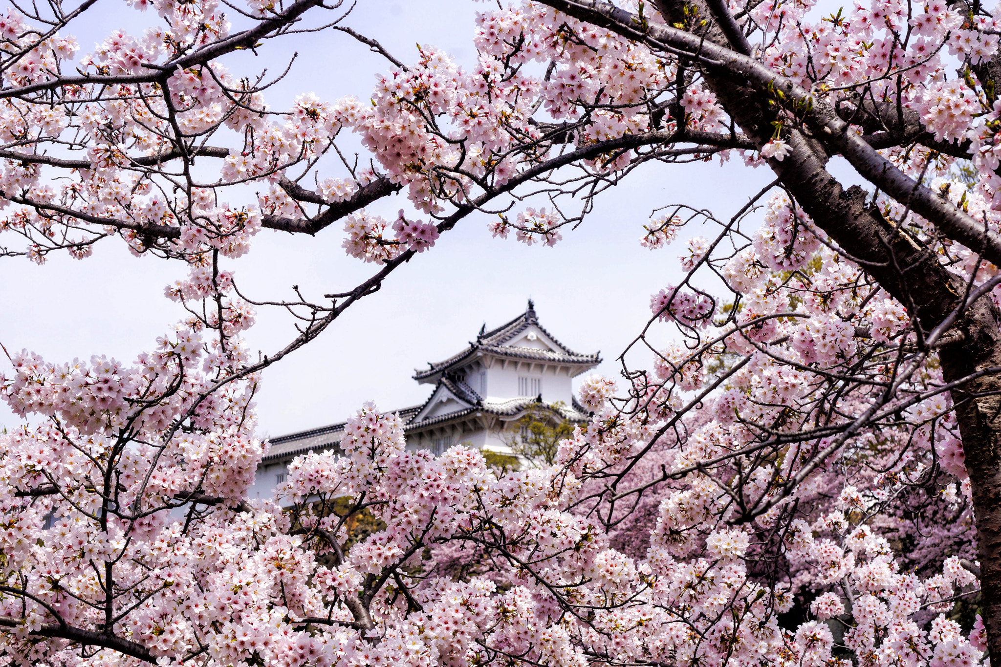 Sony Planar T* 50mm F1.4 ZA SSM sample photo. Himeji photography