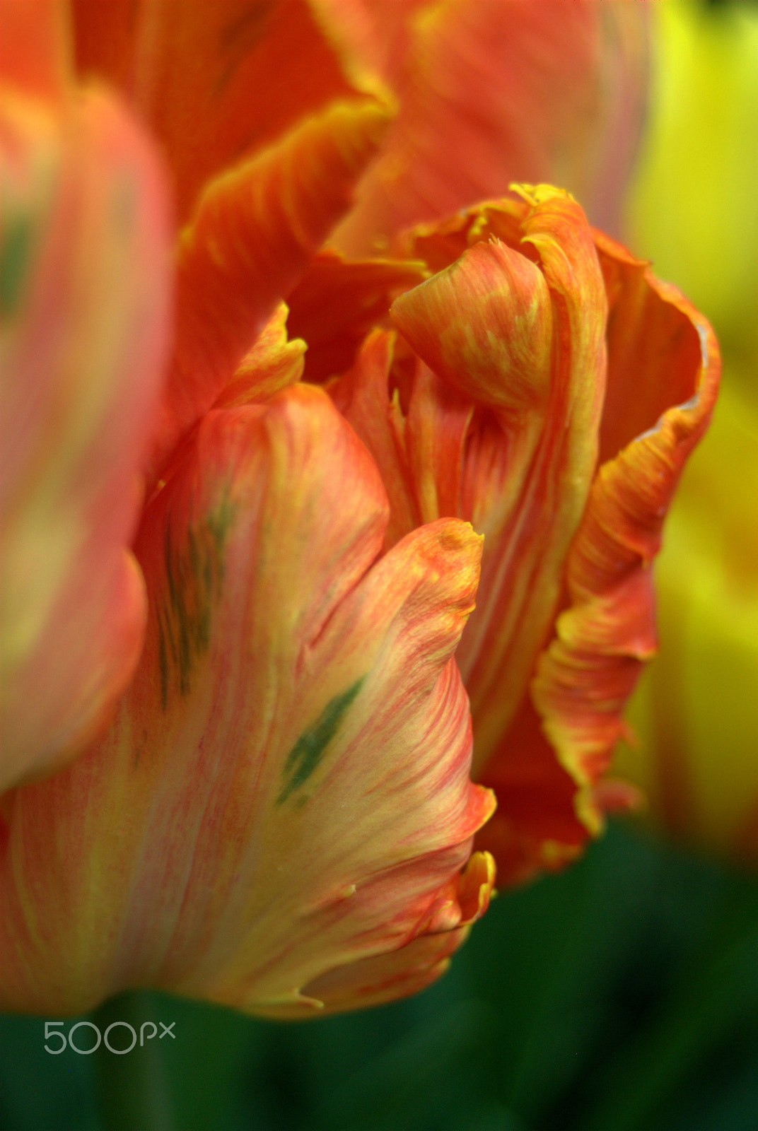 Sigma 28-90mm F3.5-5.6 Macro sample photo. Tulip photography