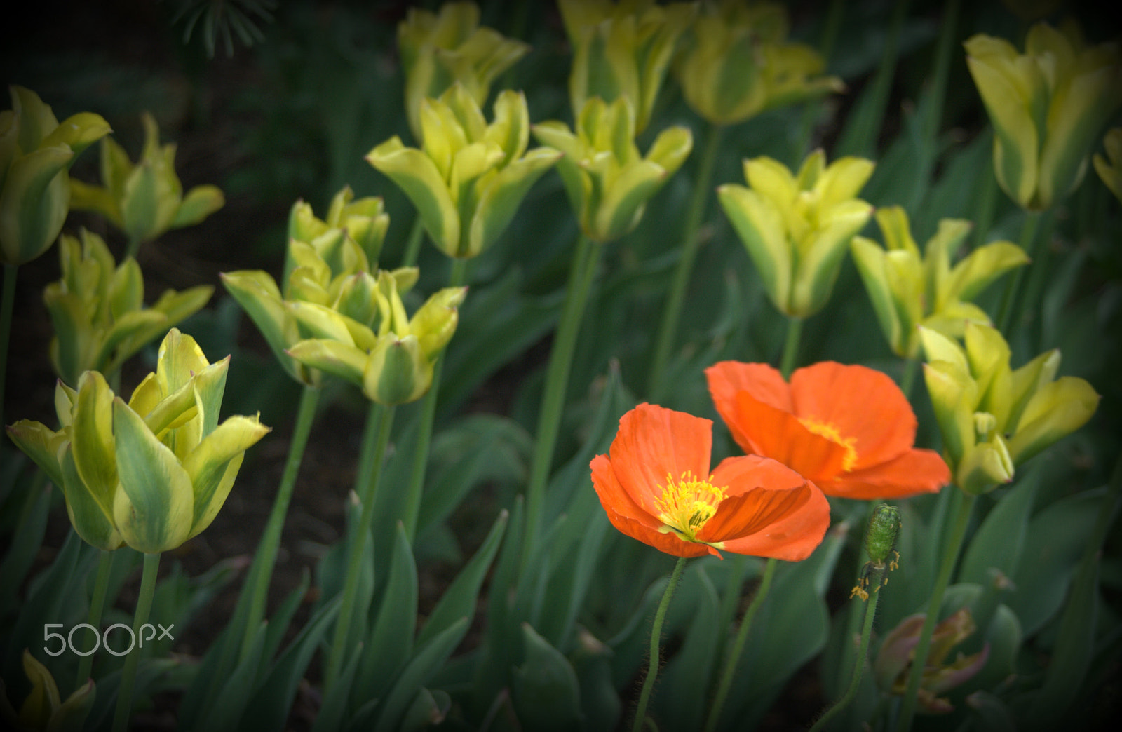 Sigma 28-90mm F3.5-5.6 Macro sample photo. Tulips and poppies photography