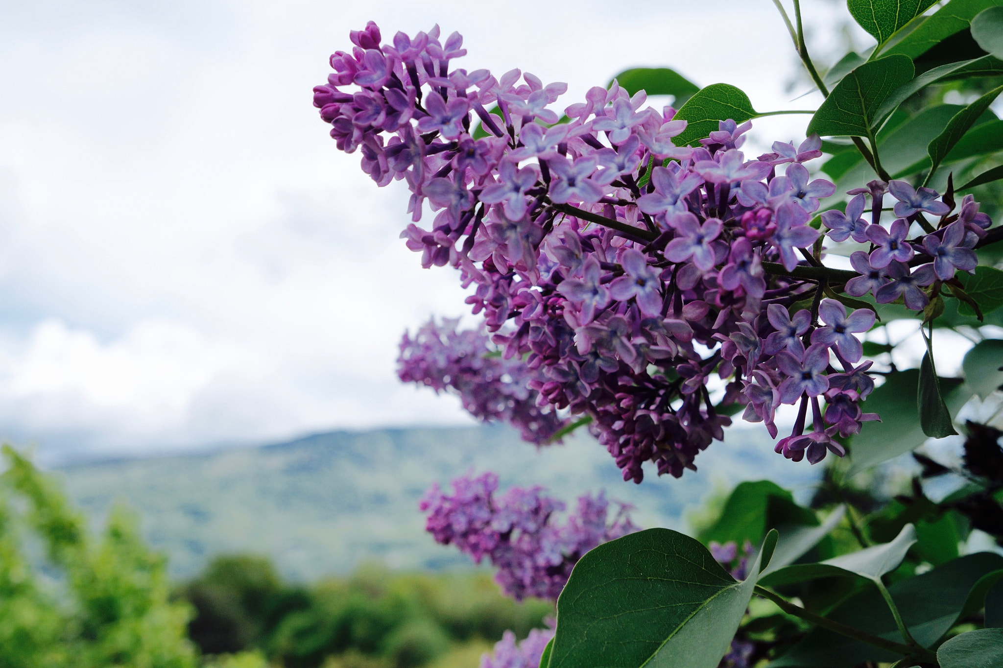 Tamron 18-200mm F3.5-6.3 Di III VC sample photo. #violet photography