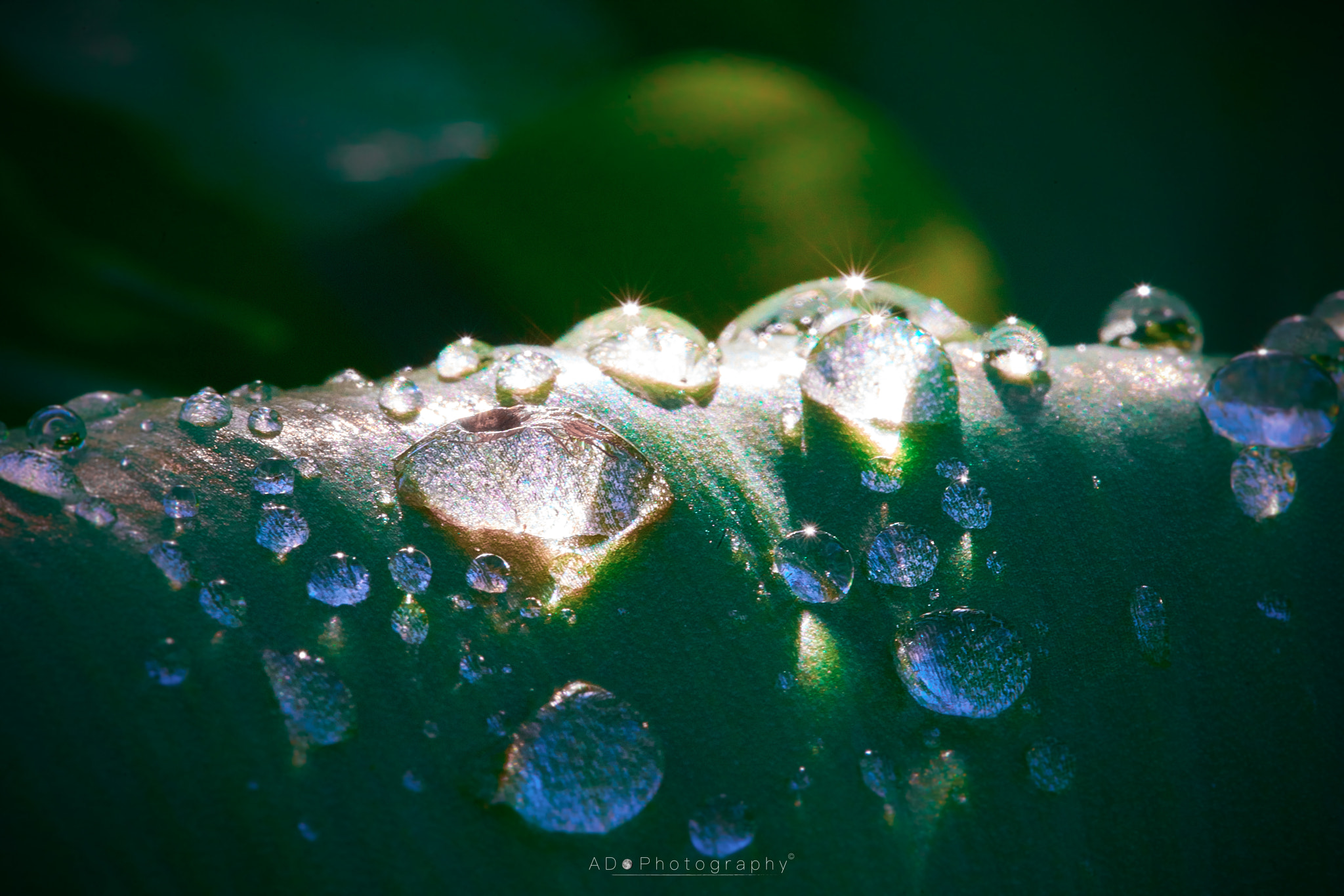 100mm F2.8 G SSM OSS sample photo. Spider trapped in a raindrop photography