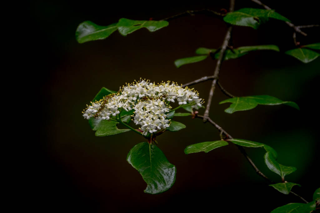 XF100-400mmF4.5-5.6 R LM OIS WR + 1.4x sample photo. Wild vibernum photography