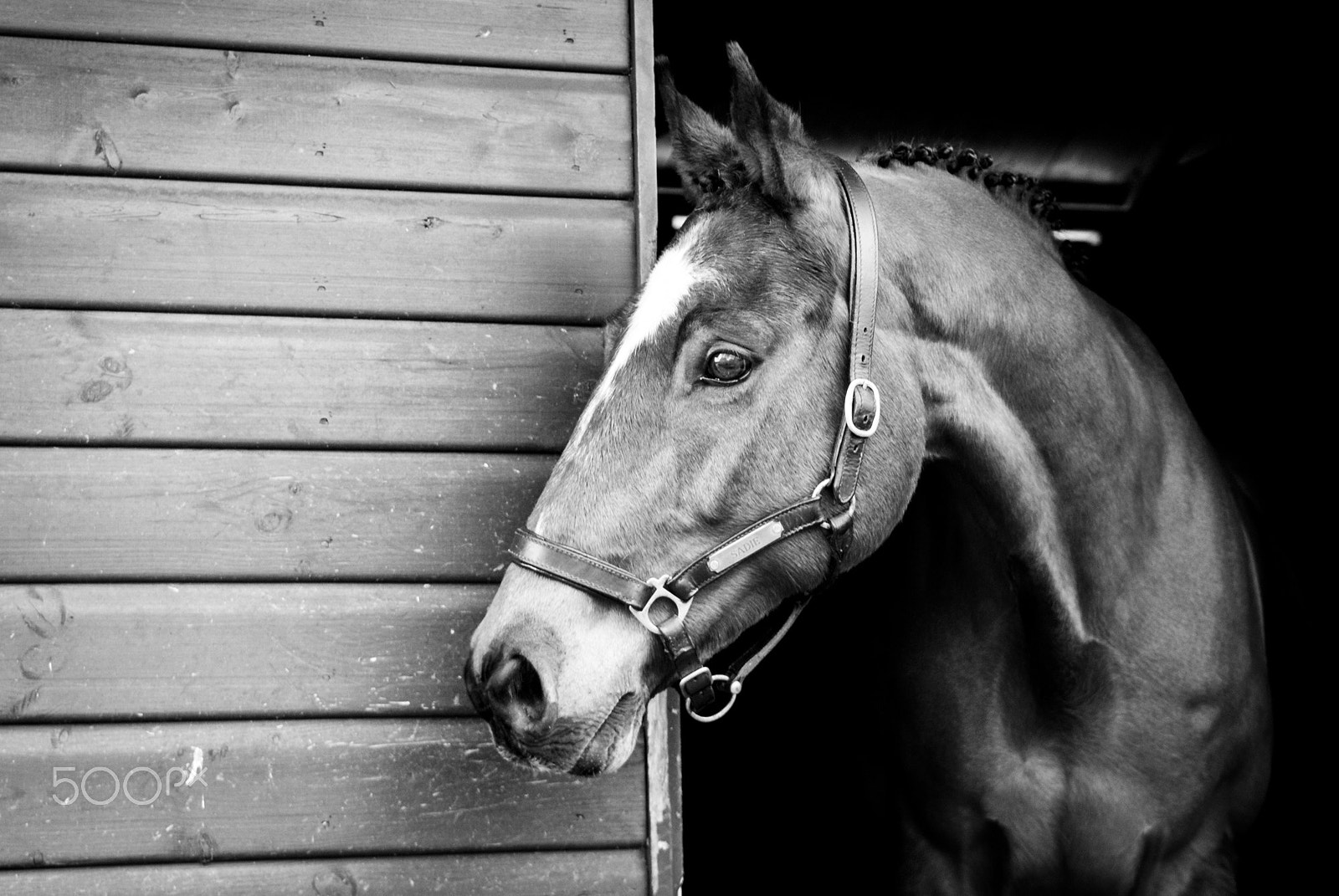 Nikon D200 sample photo. Equine photography