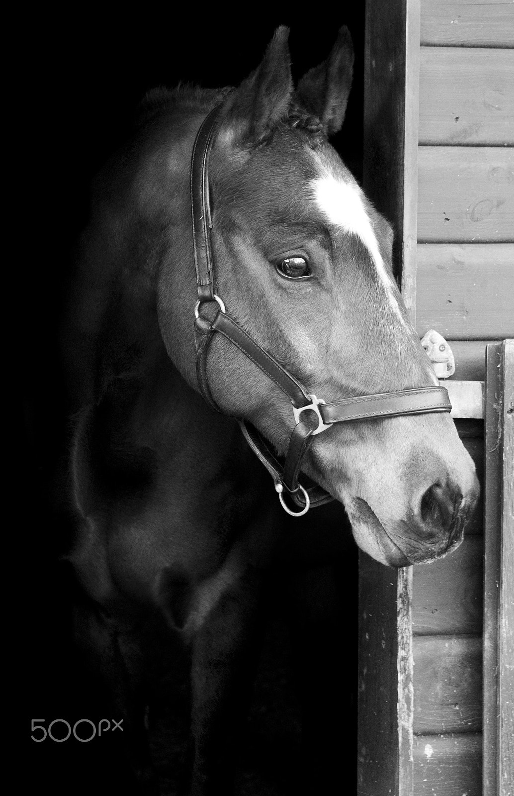 Nikon D200 sample photo. Equine photography