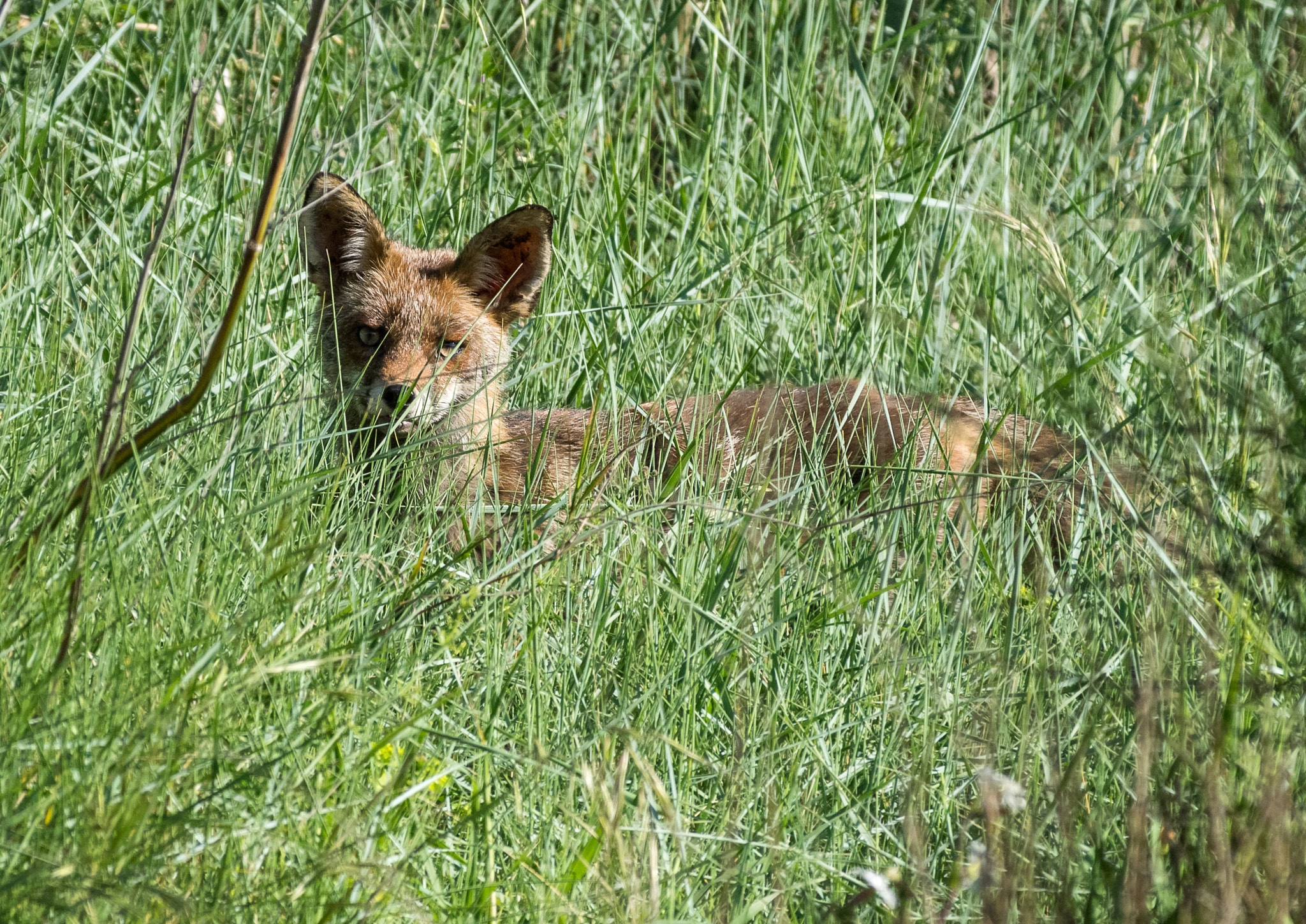 Pentax smc DA* 300mm F4.0 ED (IF) SDM sample photo. Renard dans l herbe photography