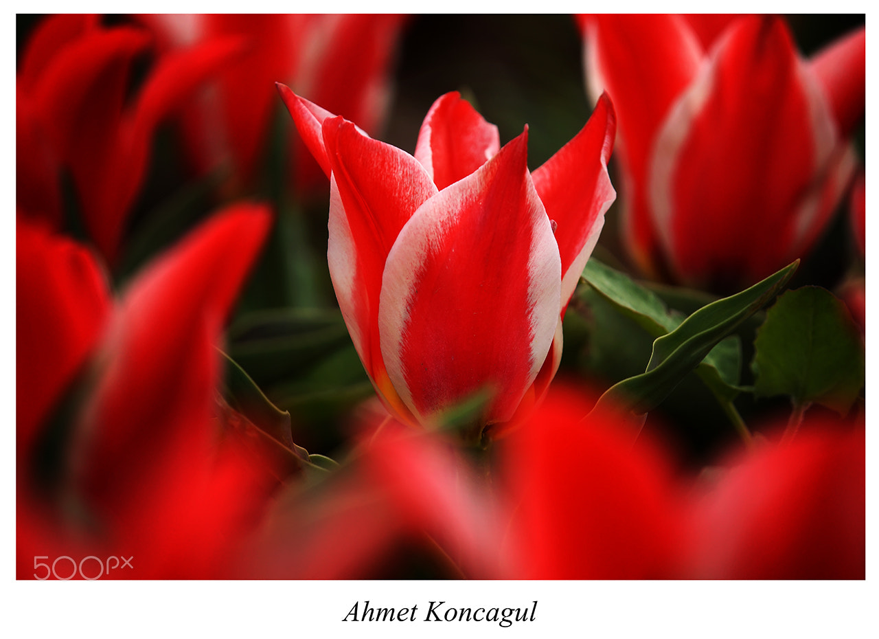 Minolta AF 300mm F2.8 HS-APO G sample photo. Pretty photography