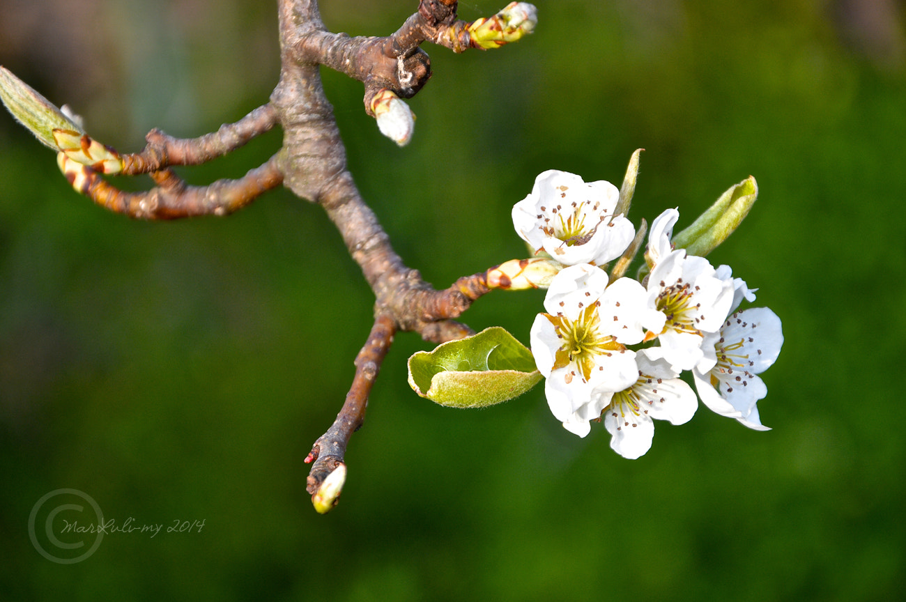 Nikon D3200 + AF Zoom-Nikkor 24-50mm f/3.3-4.5D sample photo. Apple blossoms photography