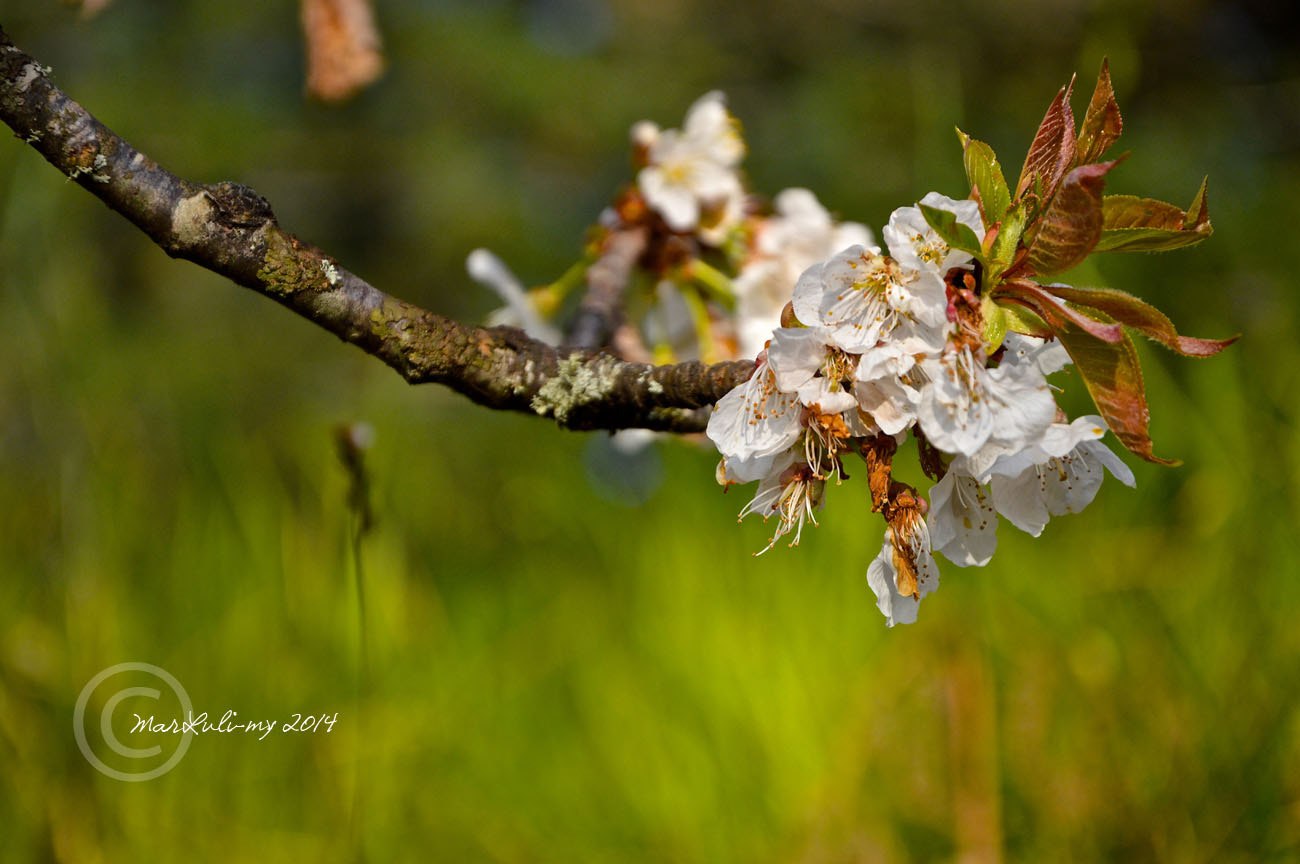 Nikon D3200 + Sigma 18-50mm F2.8 EX DC Macro sample photo. Apple blossoms photography