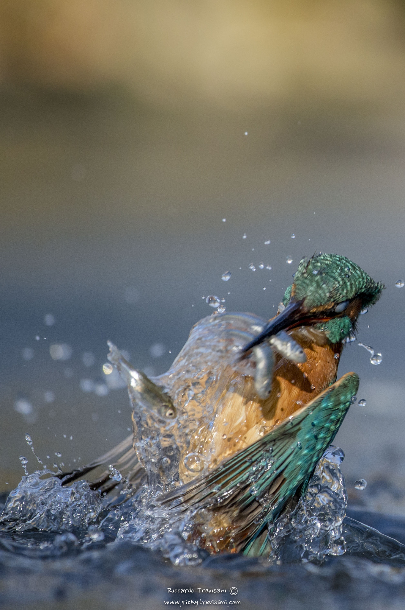 Nikon AF-S Nikkor 70-200mm F4G ED VR sample photo. Wildlife photography