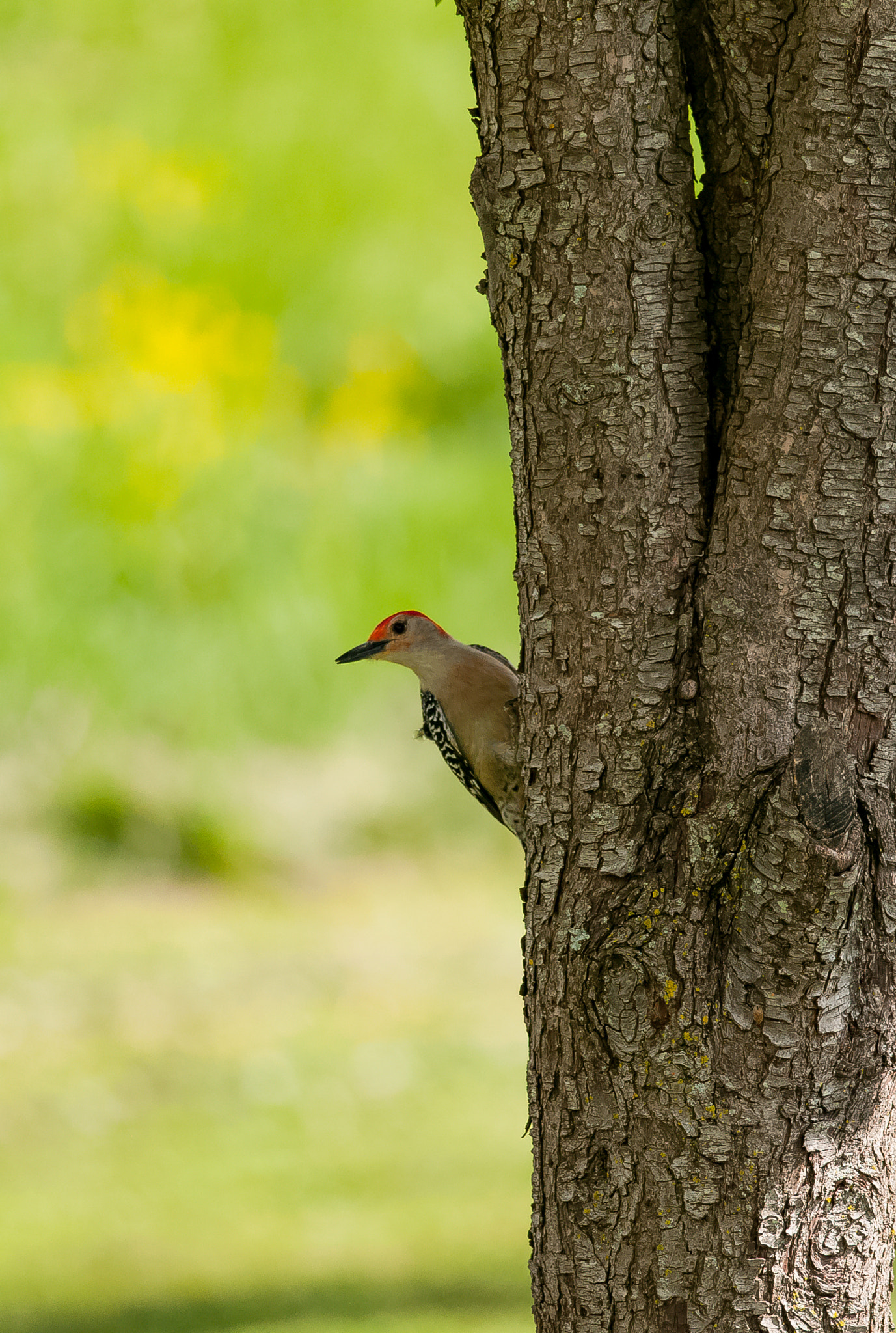 Nikon AF-S Nikkor 300mm F4D ED-IF sample photo. Red-bellied woodpecker photography