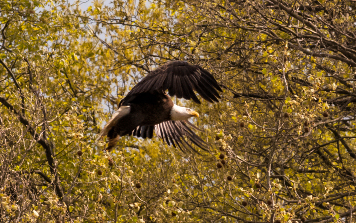 Nikon D300S + Nikon AF-S Nikkor 300mm F4D ED-IF sample photo. Regal eagle photography