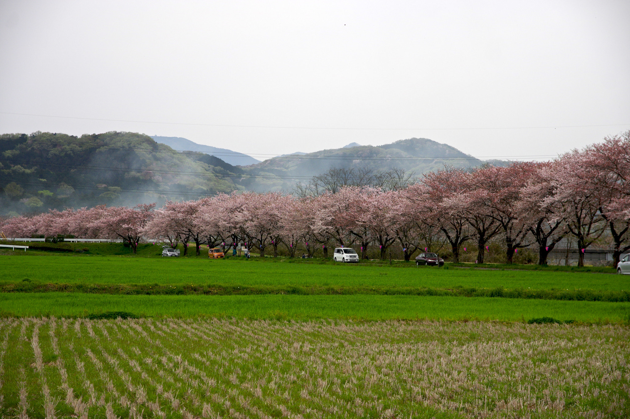 Sigma 17-70mm F2.8-4 DC Macro HSM Contemporary sample photo. Sakura stream photography