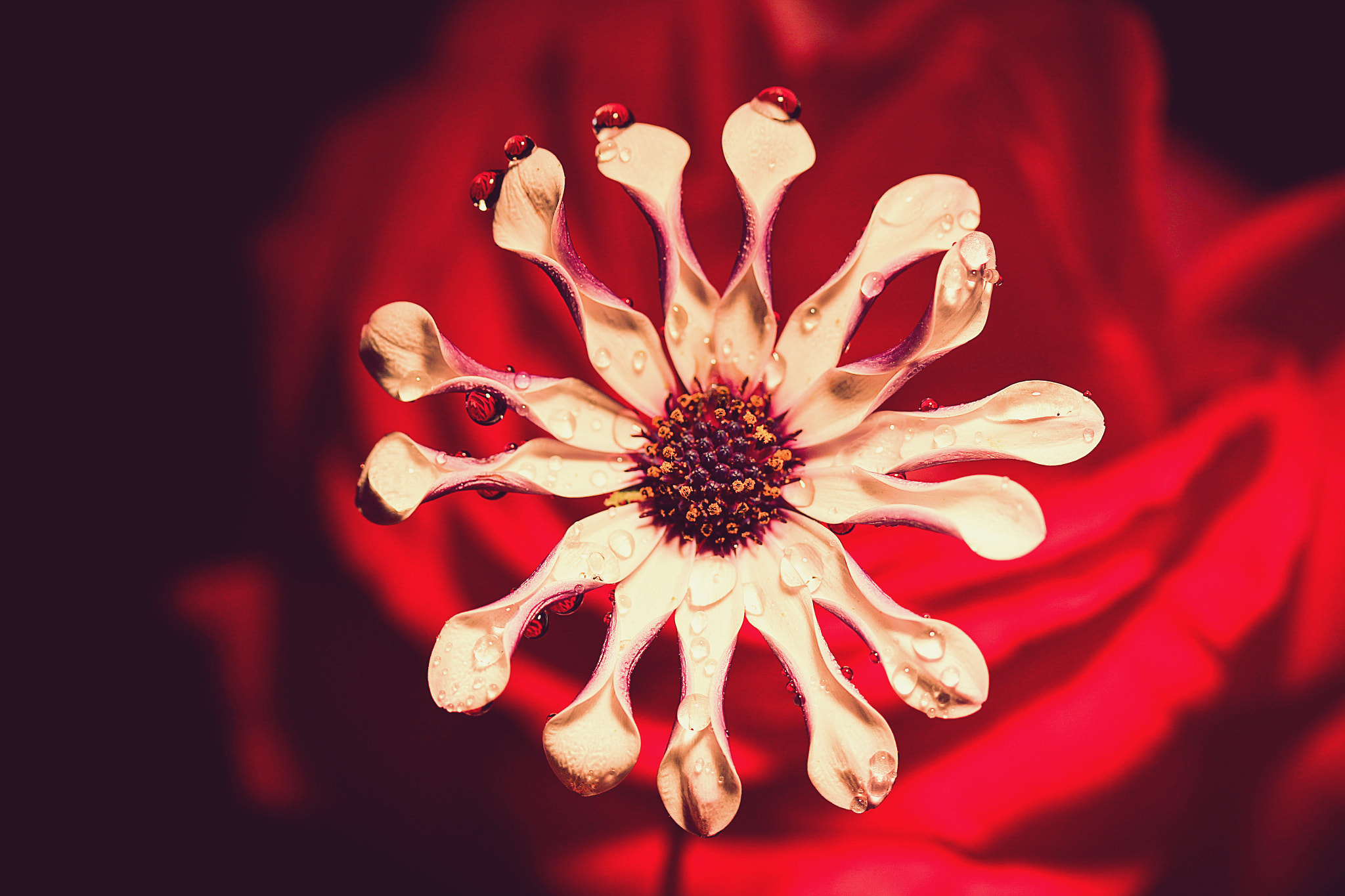Canon EF-S 60mm F2.8 Macro USM sample photo. Wheel of fortune photography