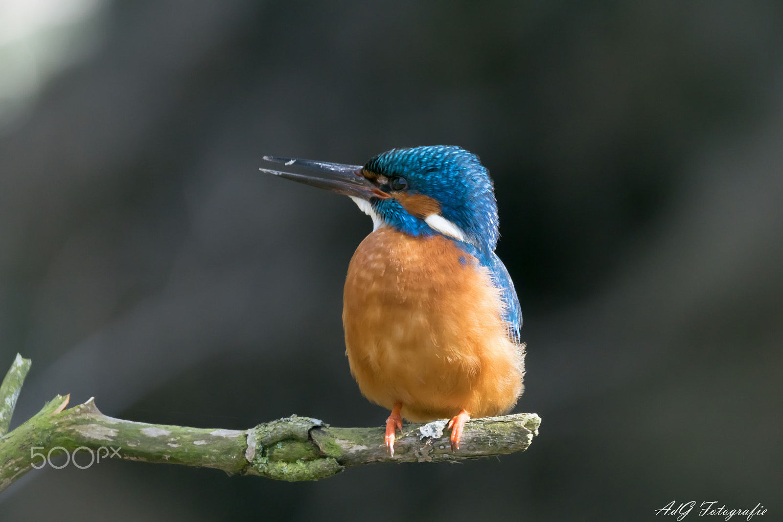 Sony ILCA-77M2 + Sony 70-400mm F4-5.6 G SSM sample photo. The kingfisher photography