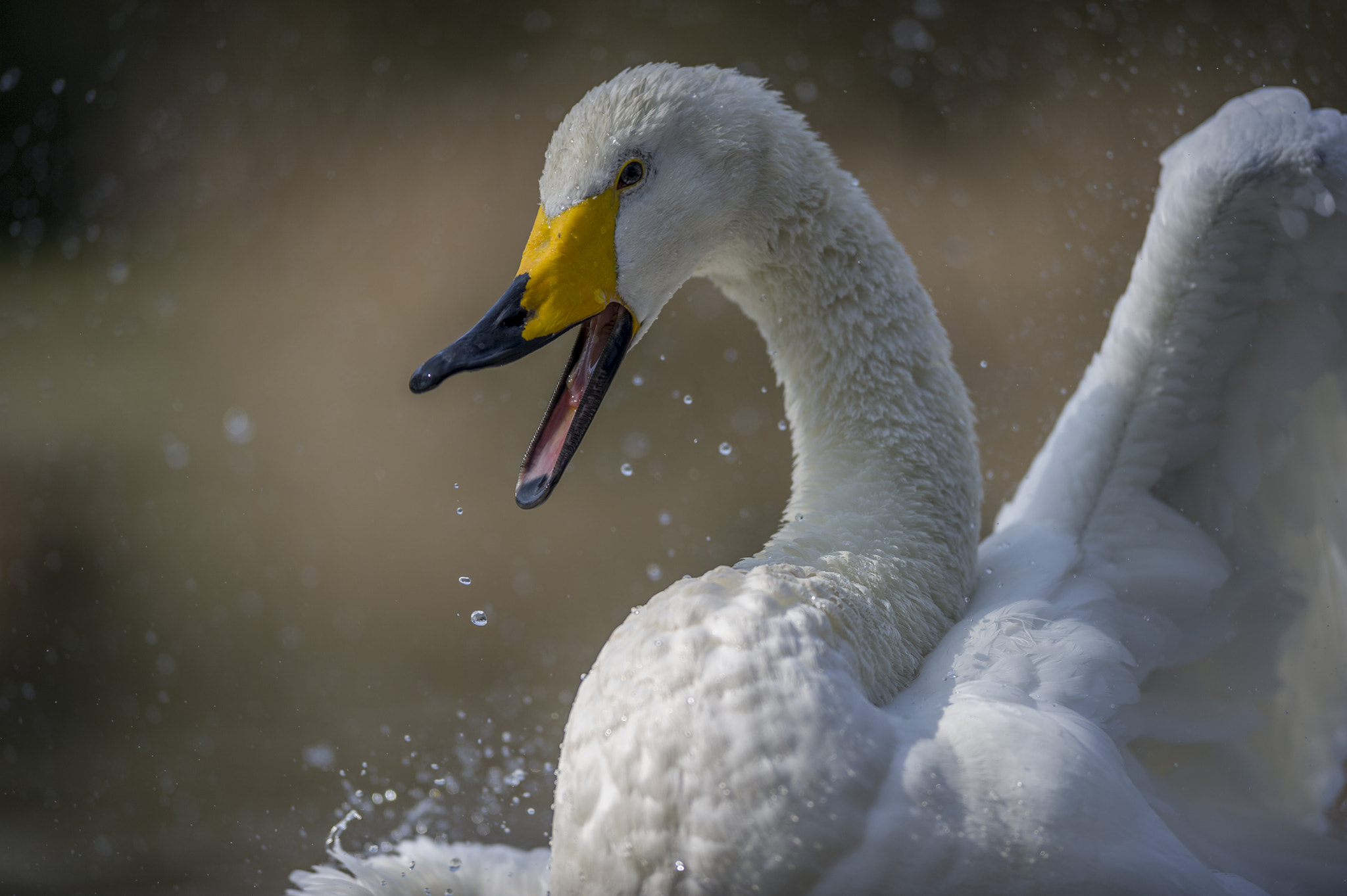 Nikon AF-S Nikkor 300mm F2.8G ED VR II sample photo. Angry swan photography