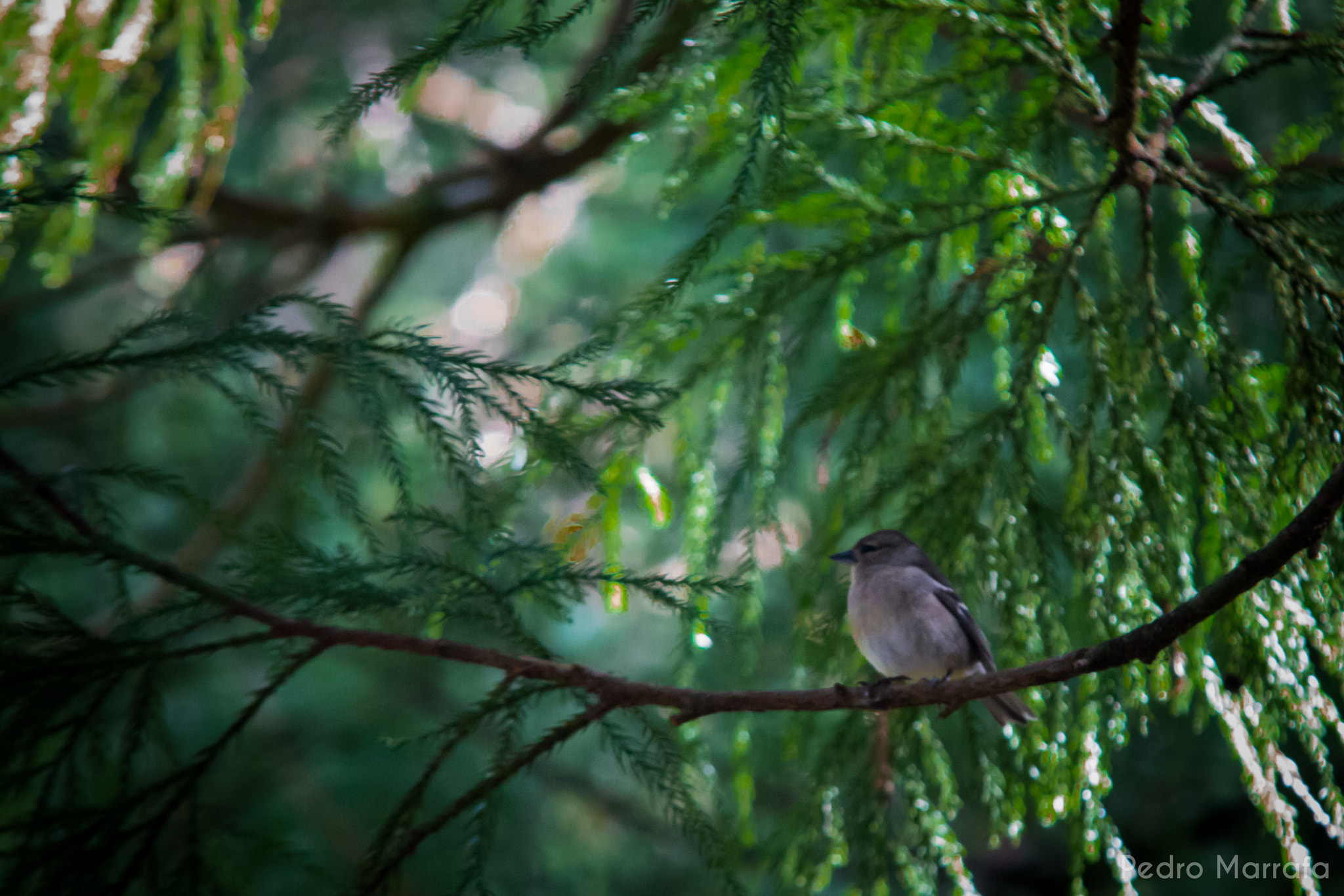 Sigma 70-200mm F2.8 EX DG OS HSM sample photo. Bird on branches photography