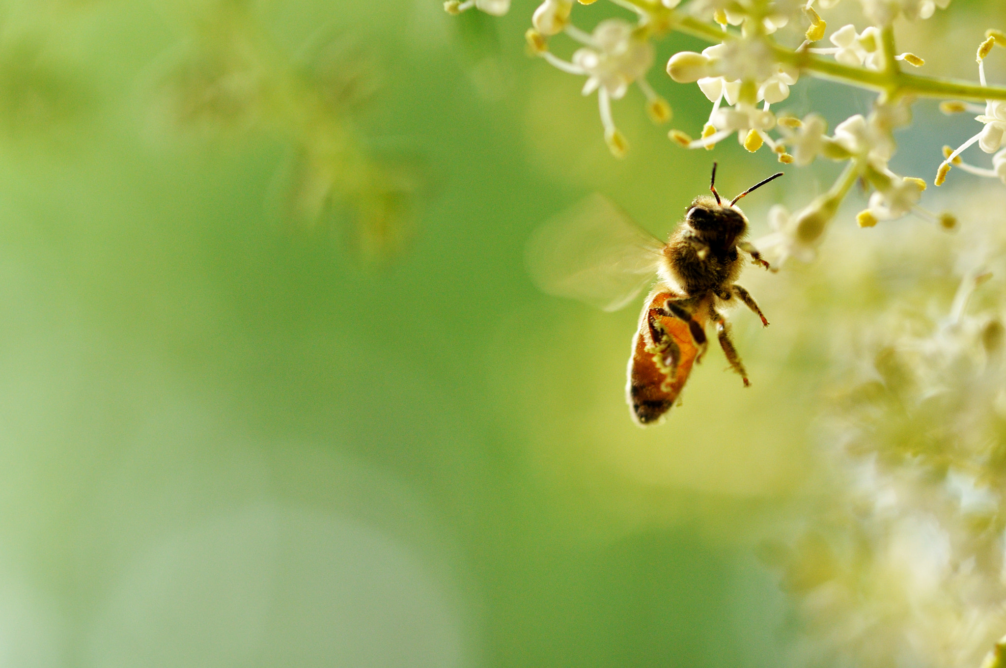 ZEISS Makro-Planar T* 100mm F2 sample photo. Flying honey bee photography