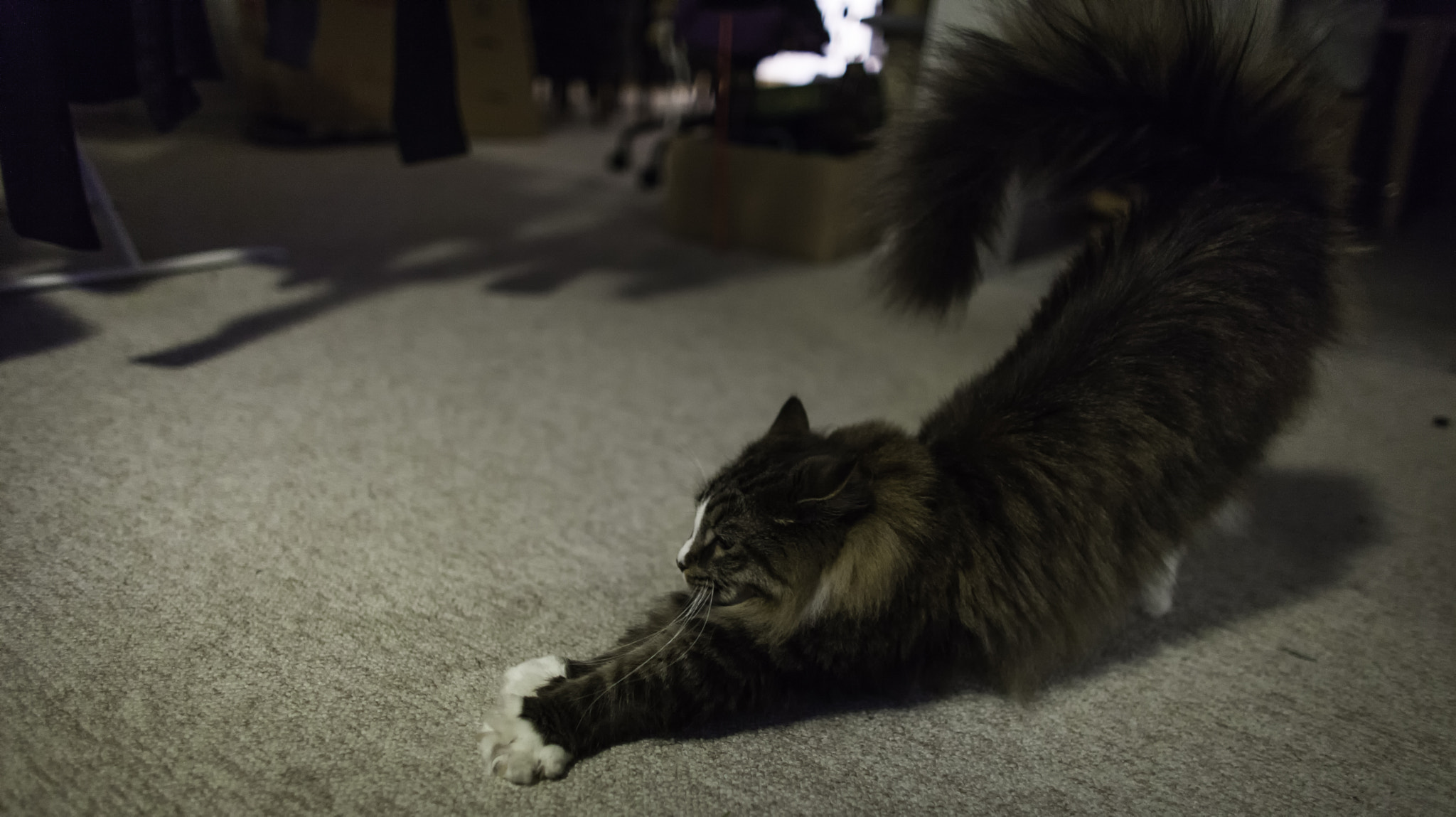Canon EF 24mm f/1.4L sample photo. Morning stretch photography