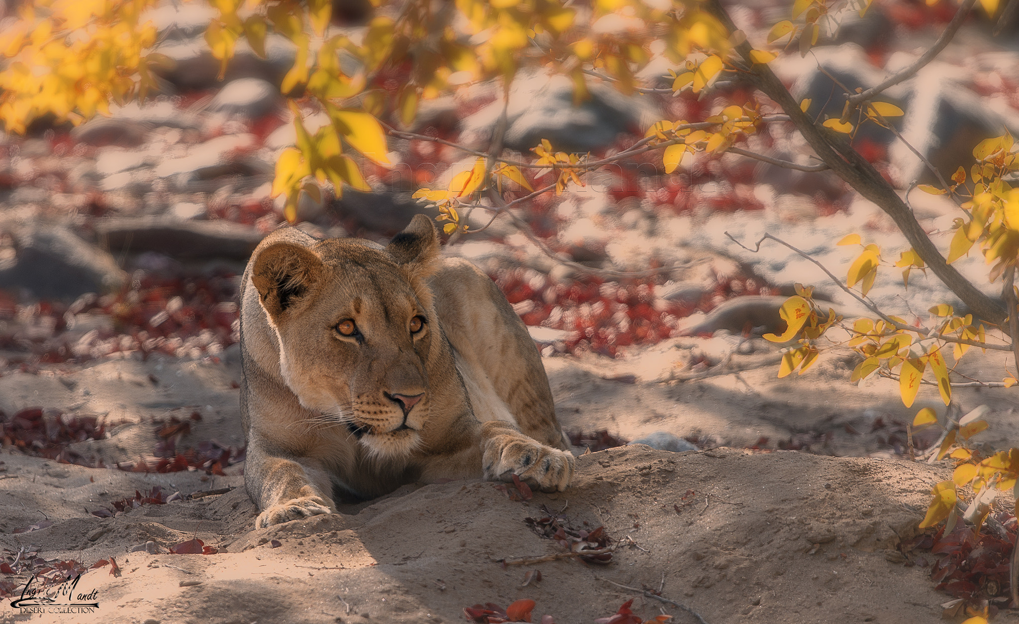 Nikon D4S + Nikon AF-S Nikkor 600mm F4G ED VR sample photo. Desert lioness of namibia photography
