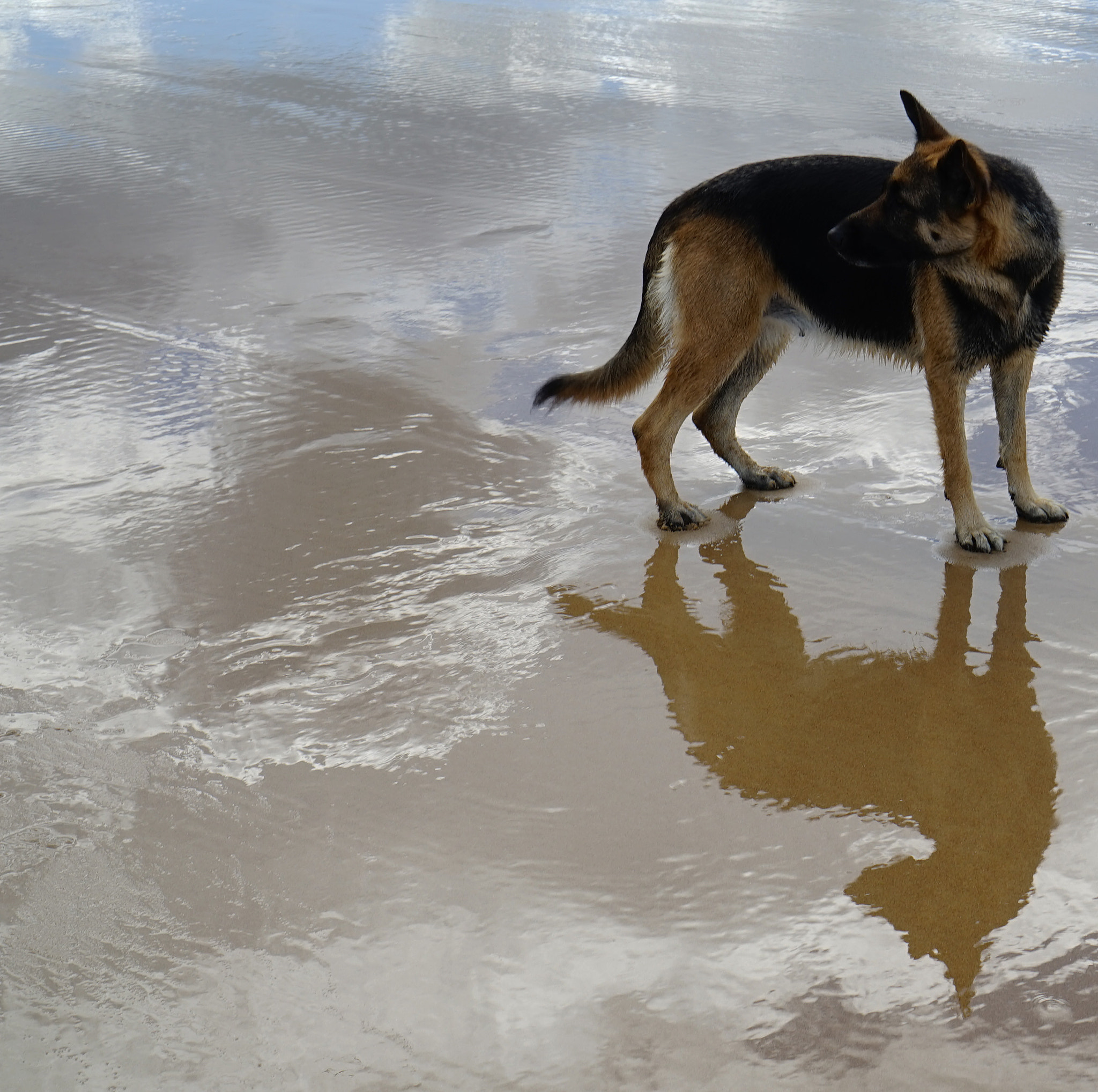 Sony a7 + Sony E 35mm F1.8 OSS sample photo. Le berger sur la plage photography