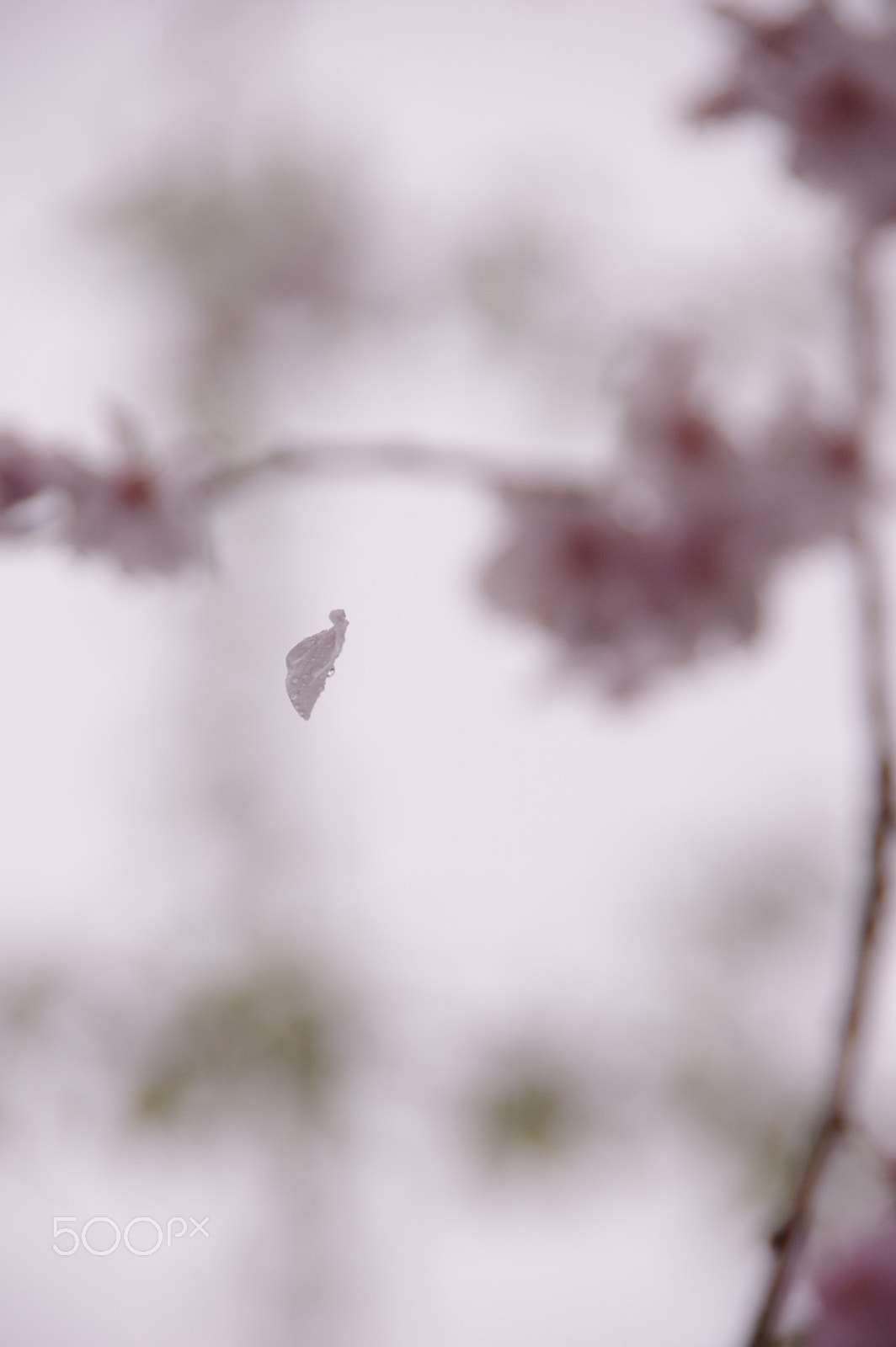 Pentax K-3 II sample photo. Prety rain photography
