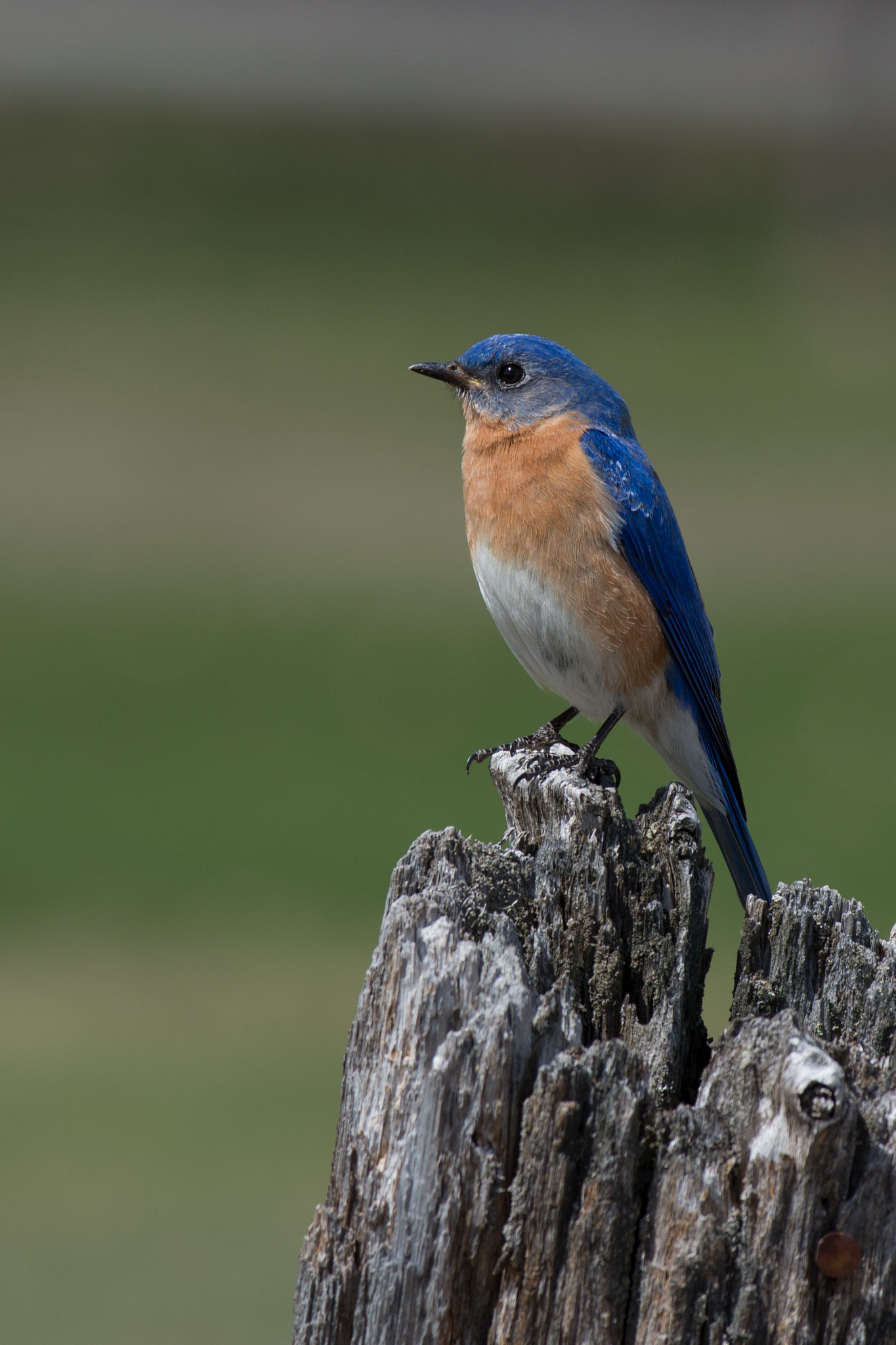 Pentax smc DA* 300mm F4.0 ED (IF) SDM sample photo. Eastern bluebird photography