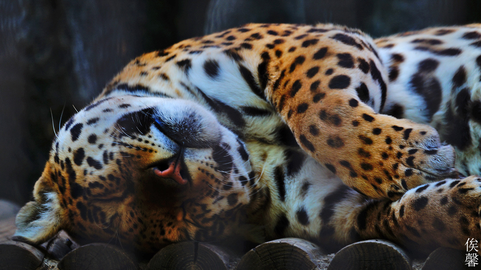 Sony 70-300mm F4.5-5.6 G SSM sample photo. I feel good nap photography