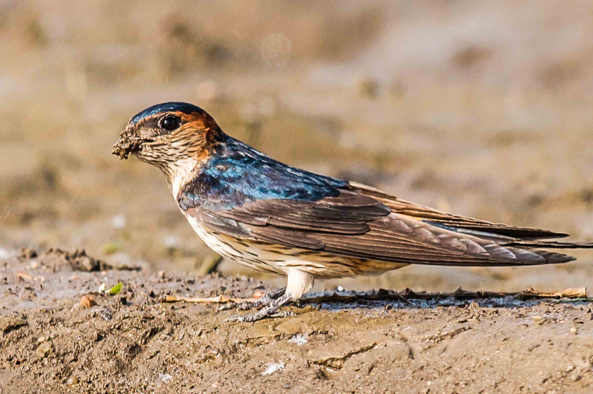 Canon EOS 70D + Canon EF 600mm F4L IS II USM sample photo. Red-rumped swallow photography