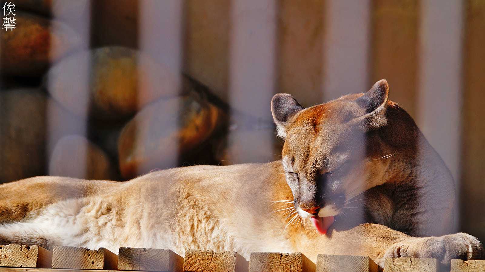 Sony 70-300mm F4.5-5.6 G SSM sample photo. Hair pick of the day photography