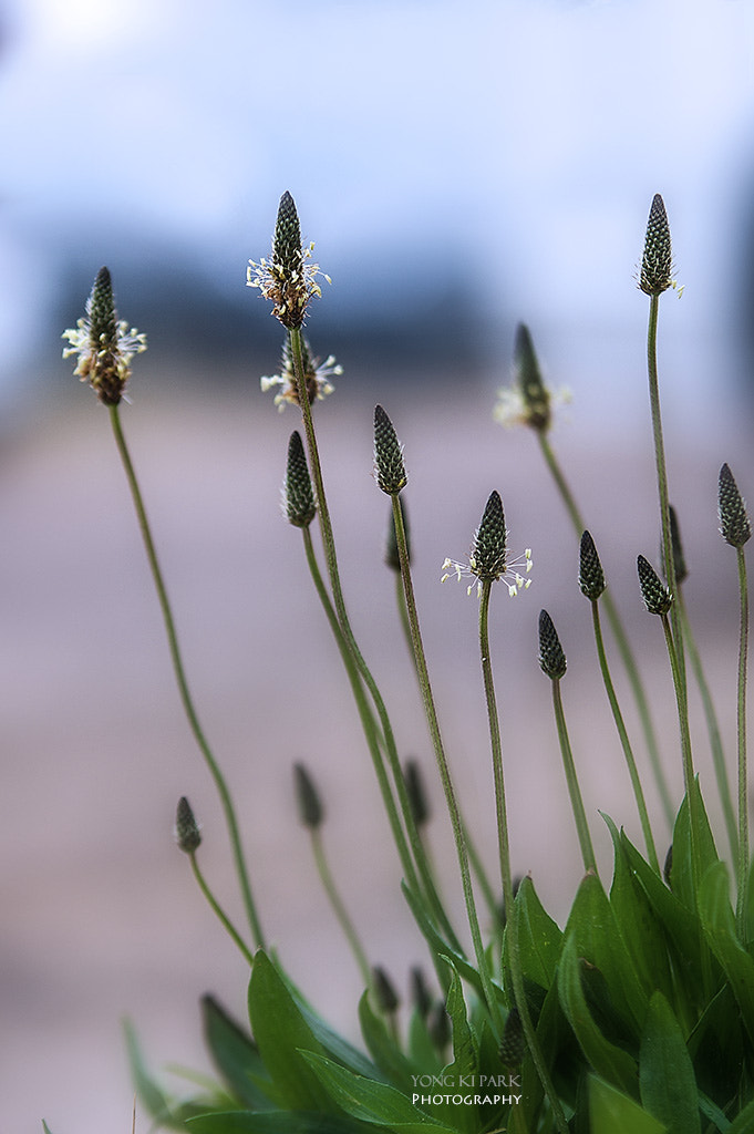 Pentax K-3 sample photo. Flower of jeju island in april photography
