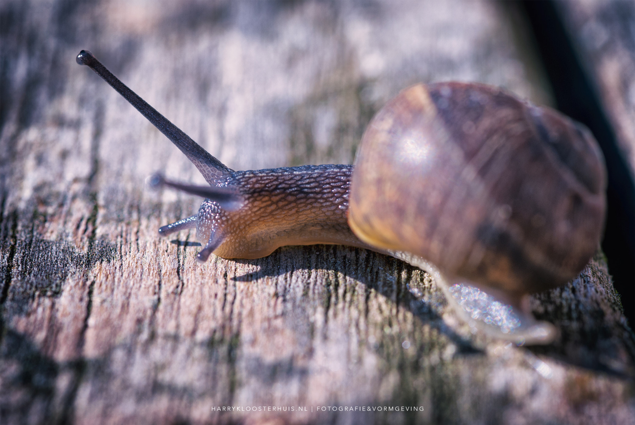 Nikon D80 + Sigma 105mm F2.8 EX DG Macro sample photo. Snail photography