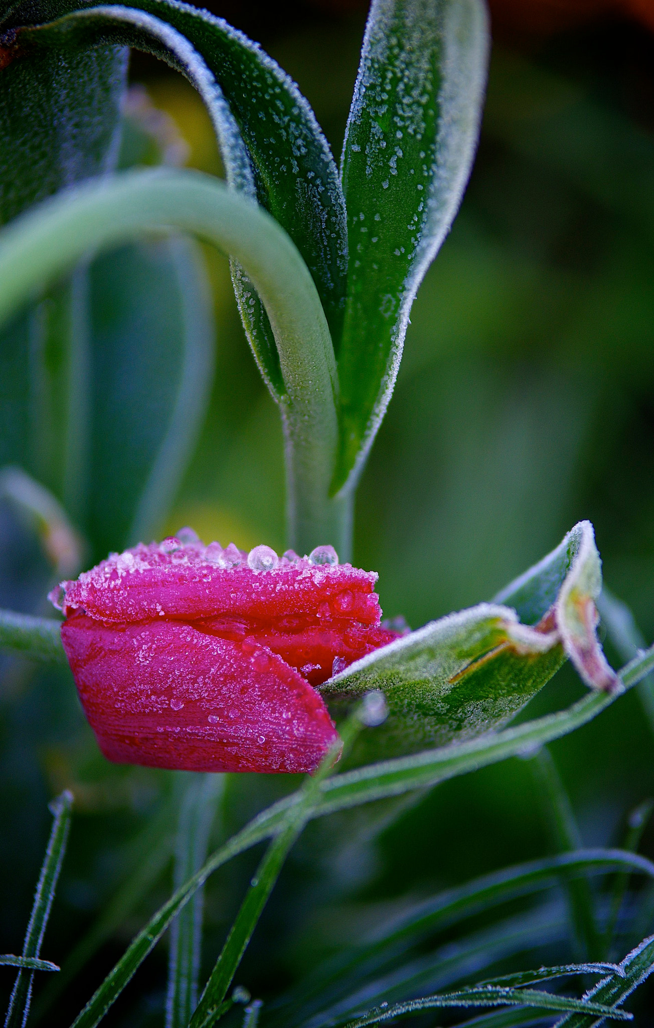 Pentax K-3 II sample photo. Selfeating plant photography