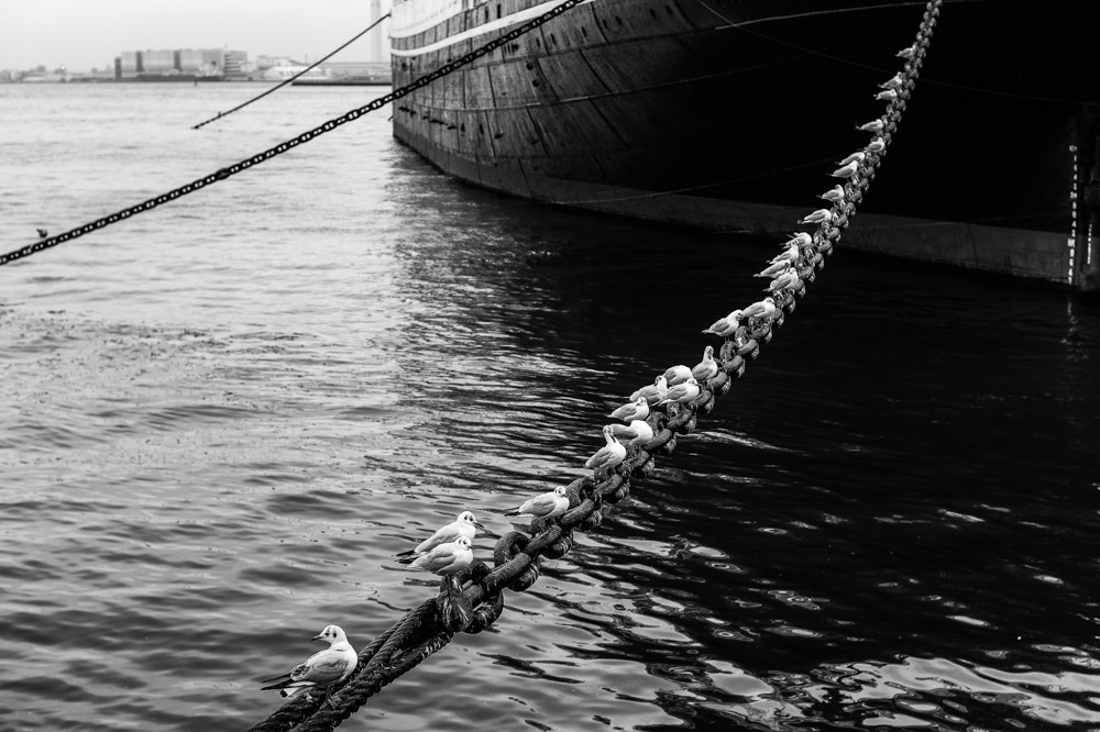 Summilux-M 50mm f/1.4 (II) sample photo. Gull and chain photography